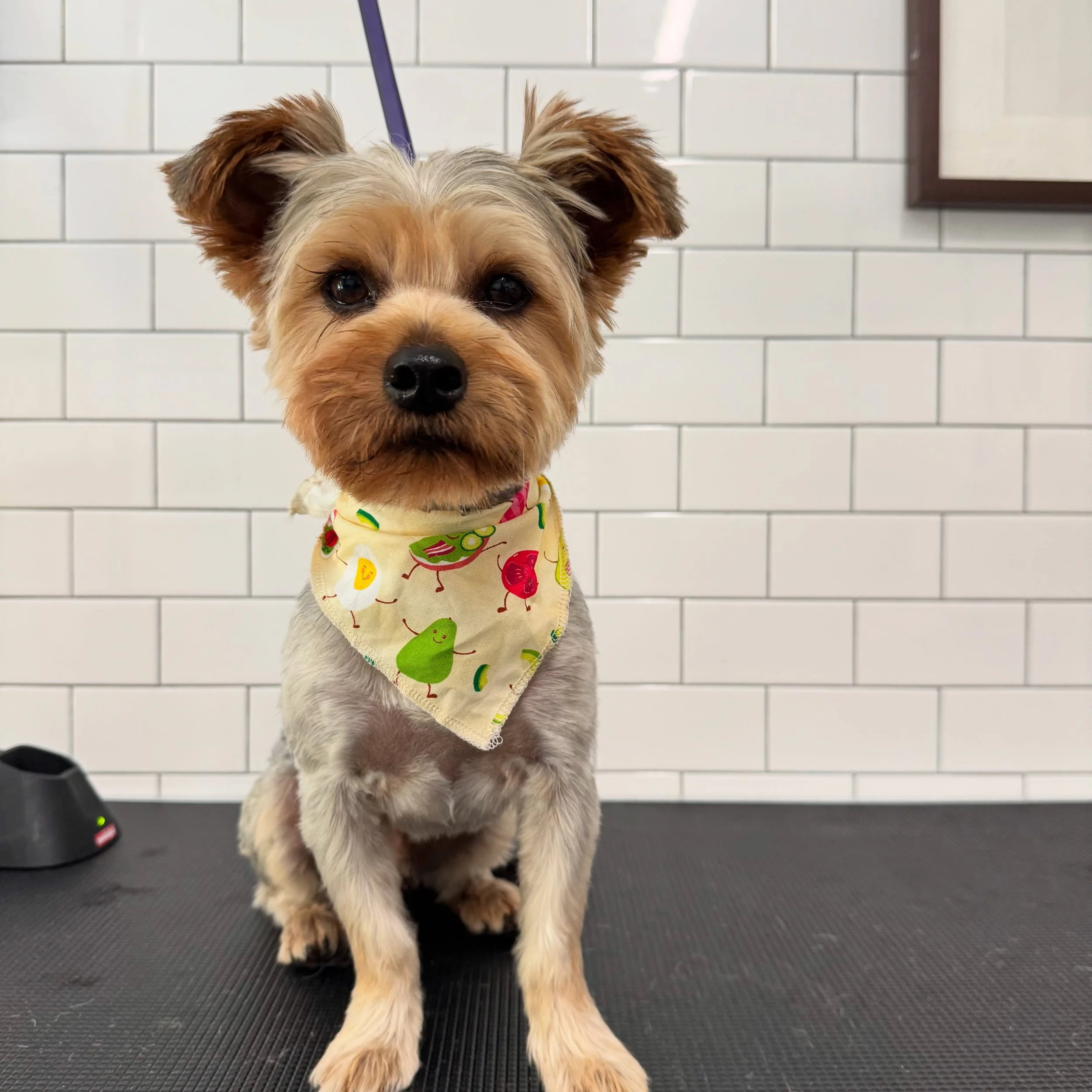 A small, furry dog with brown ears and a tan face, wearing a colorful bandana with cherry and green leaf patterns, standing on a gray textured surface in front of white tiled wall.