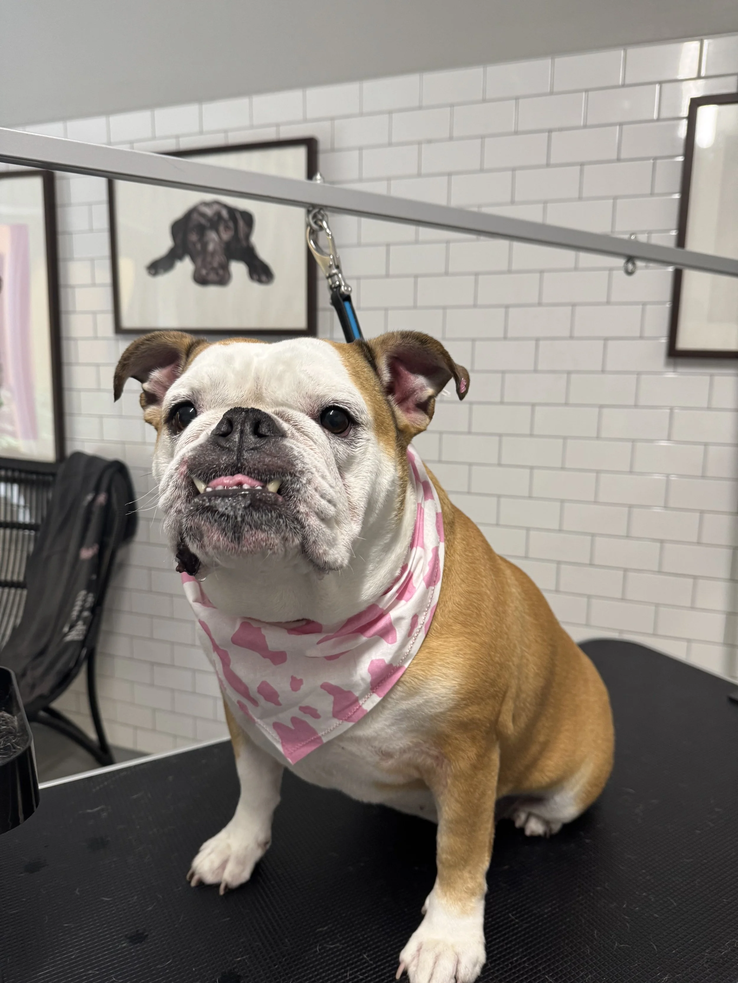 A smiling bulldog with a pink camouflage bandana sitting on a grooming table, with a white brick wall and framed art of a dog in the background.