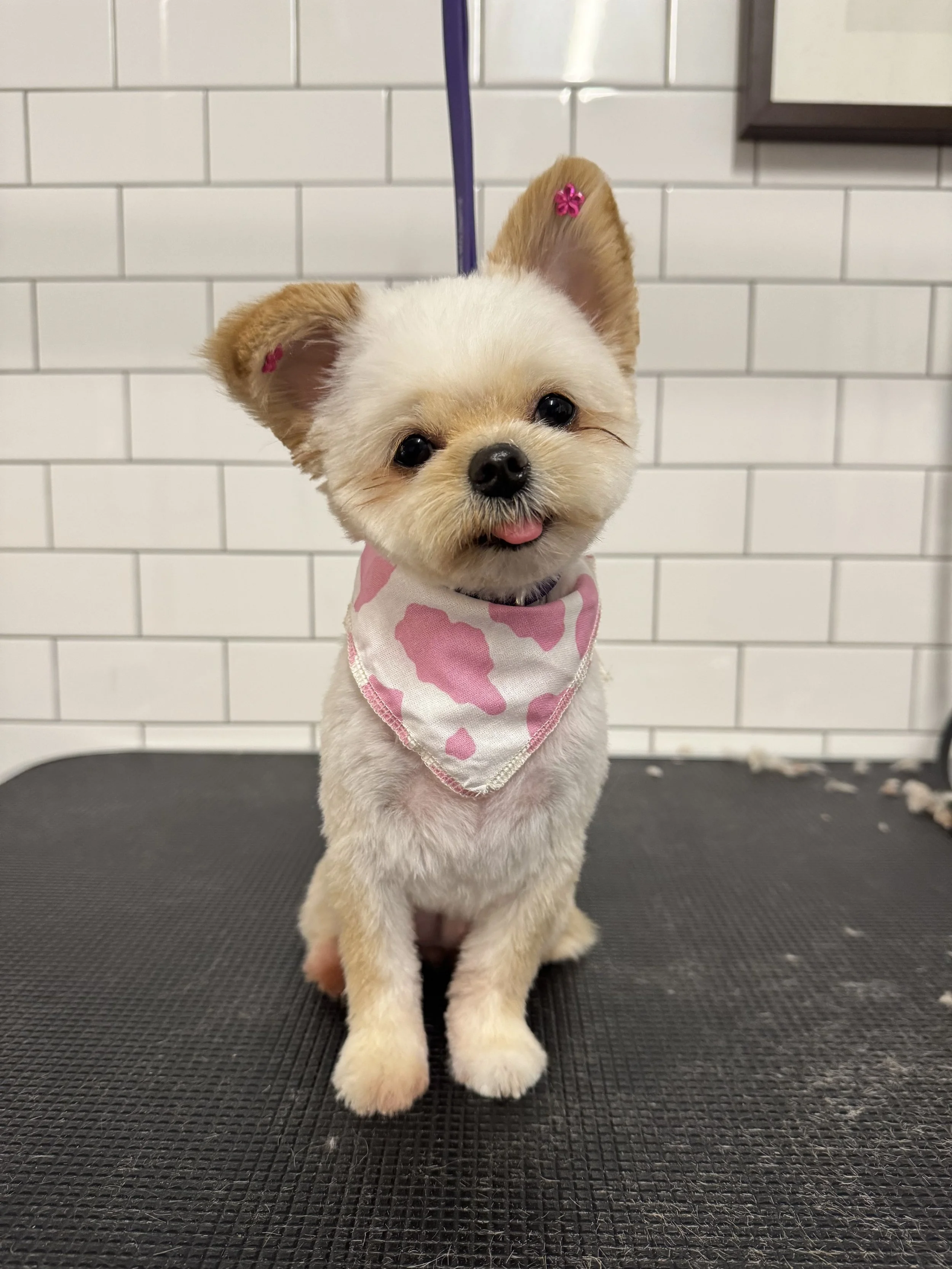 Cute small dog with light-colored fur and dark eyes, wearing a pink and white bandana and pink hair clips, sitting on a black textured surface against a white tiled wall.