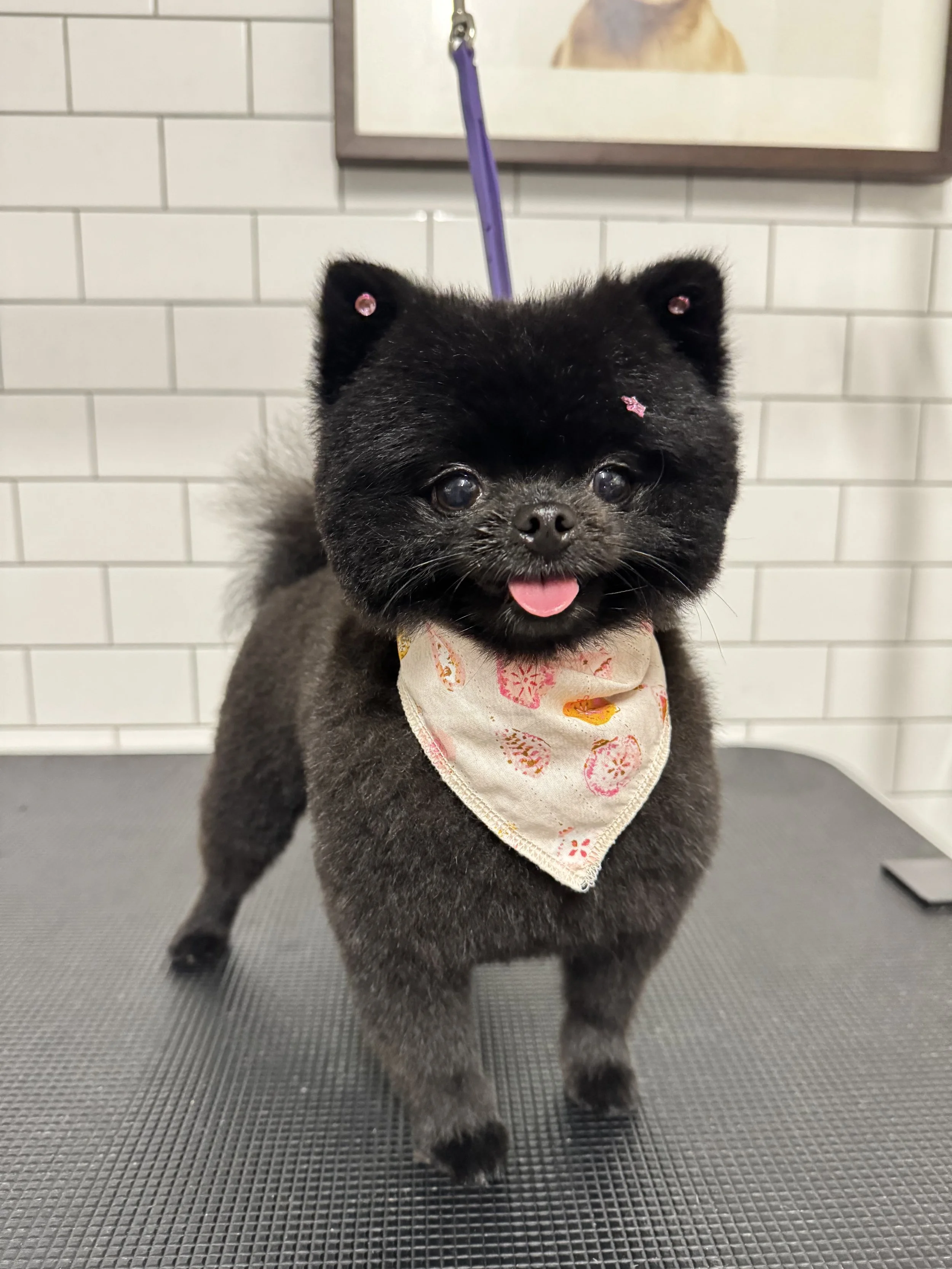A cute black Pomeranian dog with pink earrings and a cream-colored bandana with pink and orange patterns, standing on a grooming table with a gray textured surface. The background consists of a white tiled wall and a partially visible framed picture.