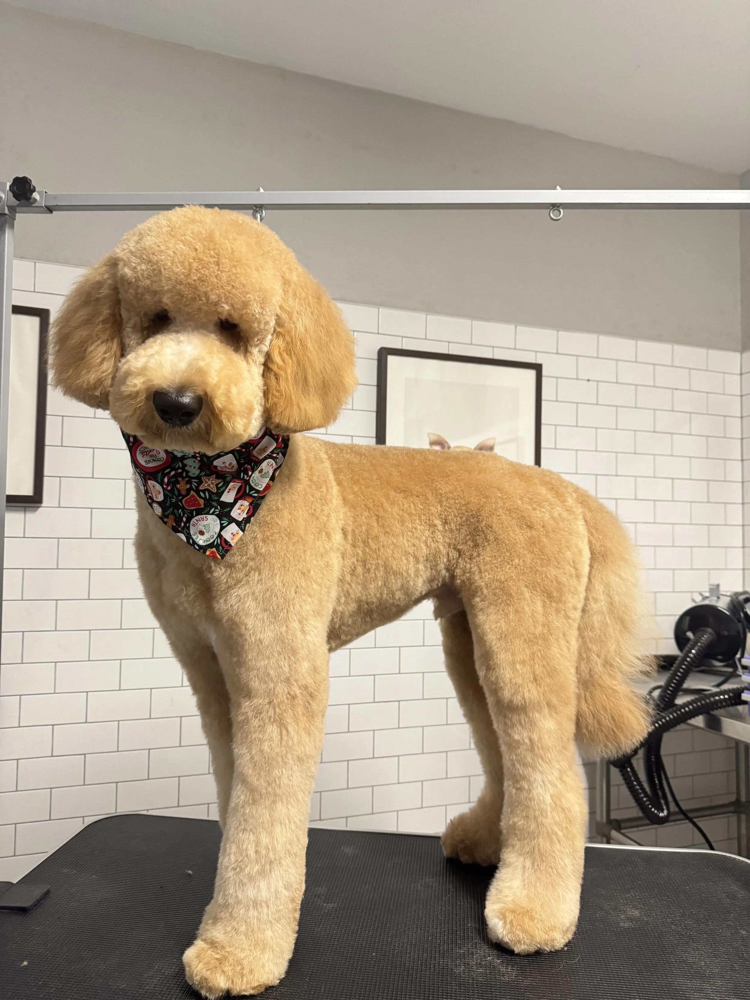 A large, fluffy golden retriever dog with a bandana around its neck standing on a grooming table.