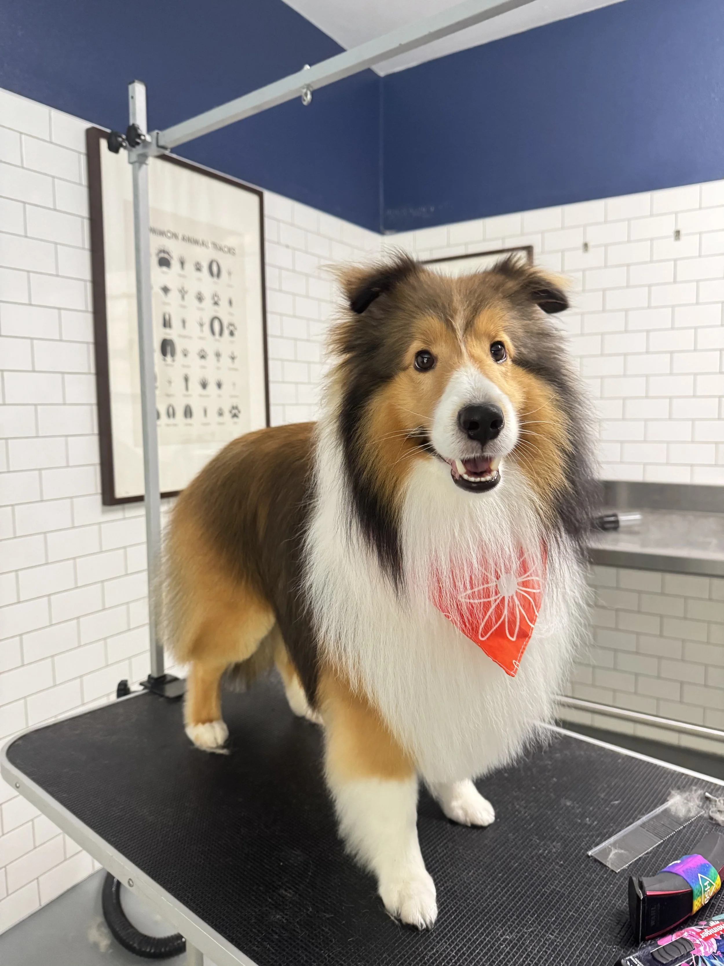 A fluffy Shetland Sheepdog with a red bandana around its neck, standing on a grooming table in a pet grooming salon.