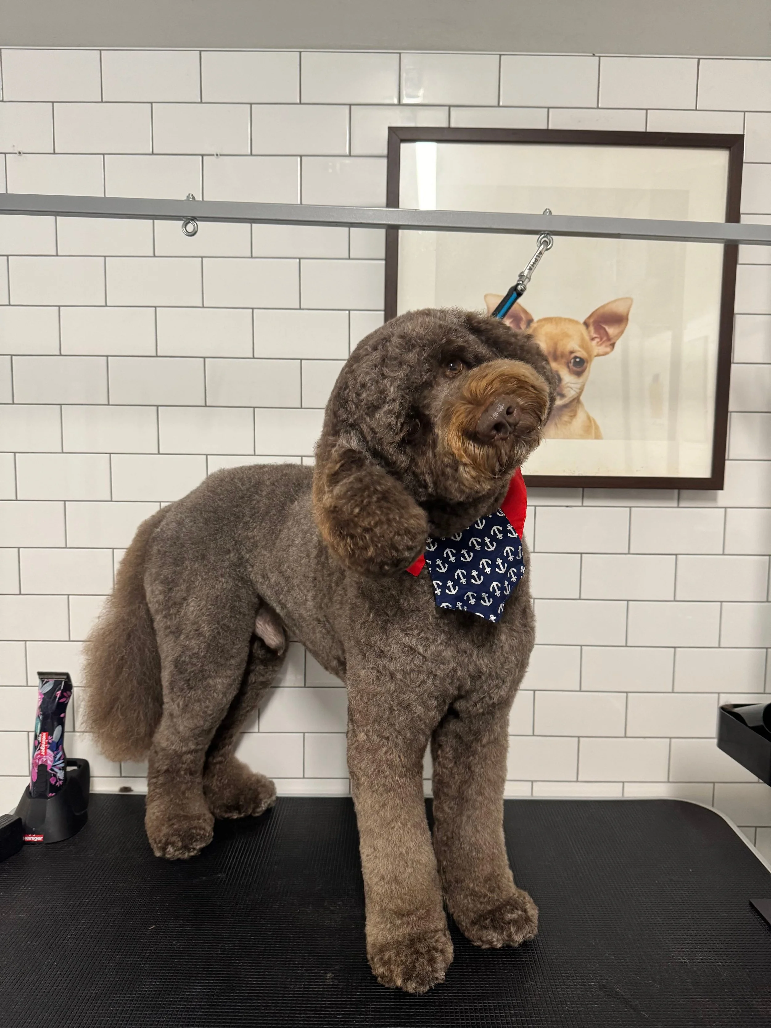 A large, fluffy brown dog with a curly coat and a red, white, and blue bandana around its neck is standing on a grooming table. In the background, there is a framed picture of a Chihuahua dog on a white tiled wall.
