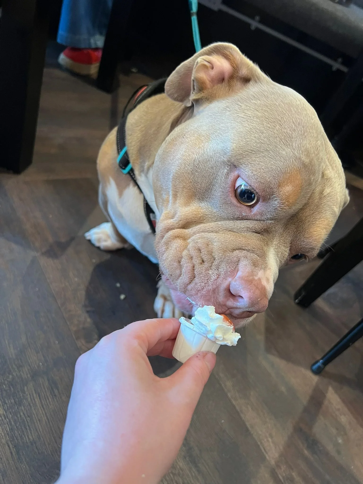Close-up of a fawn-colored dog with a wrinkled face eating ice cream cone handed to it by a person. The dog is wearing a harness and is sitting indoors on a wooden floor with black furniture and a table leg in the background.