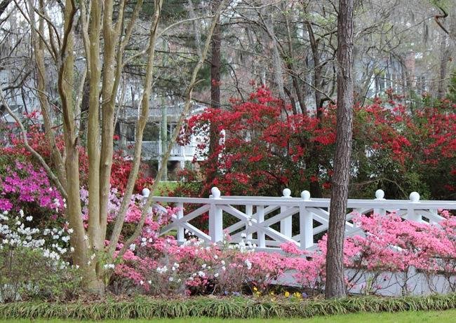 Colorful flowering shrubs and trees near a white wooden fence in a garden.