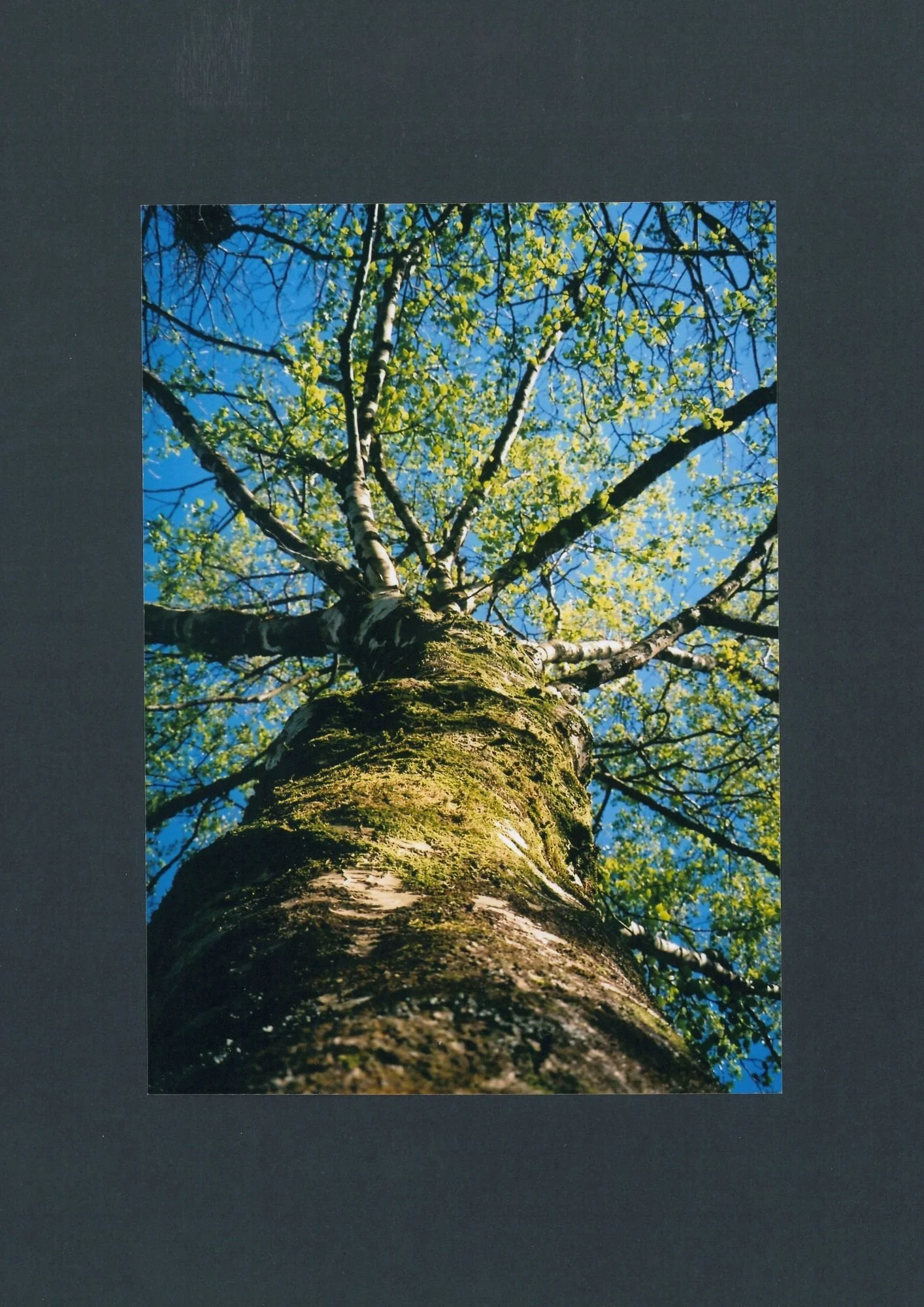 Tree and blue sky.jpg