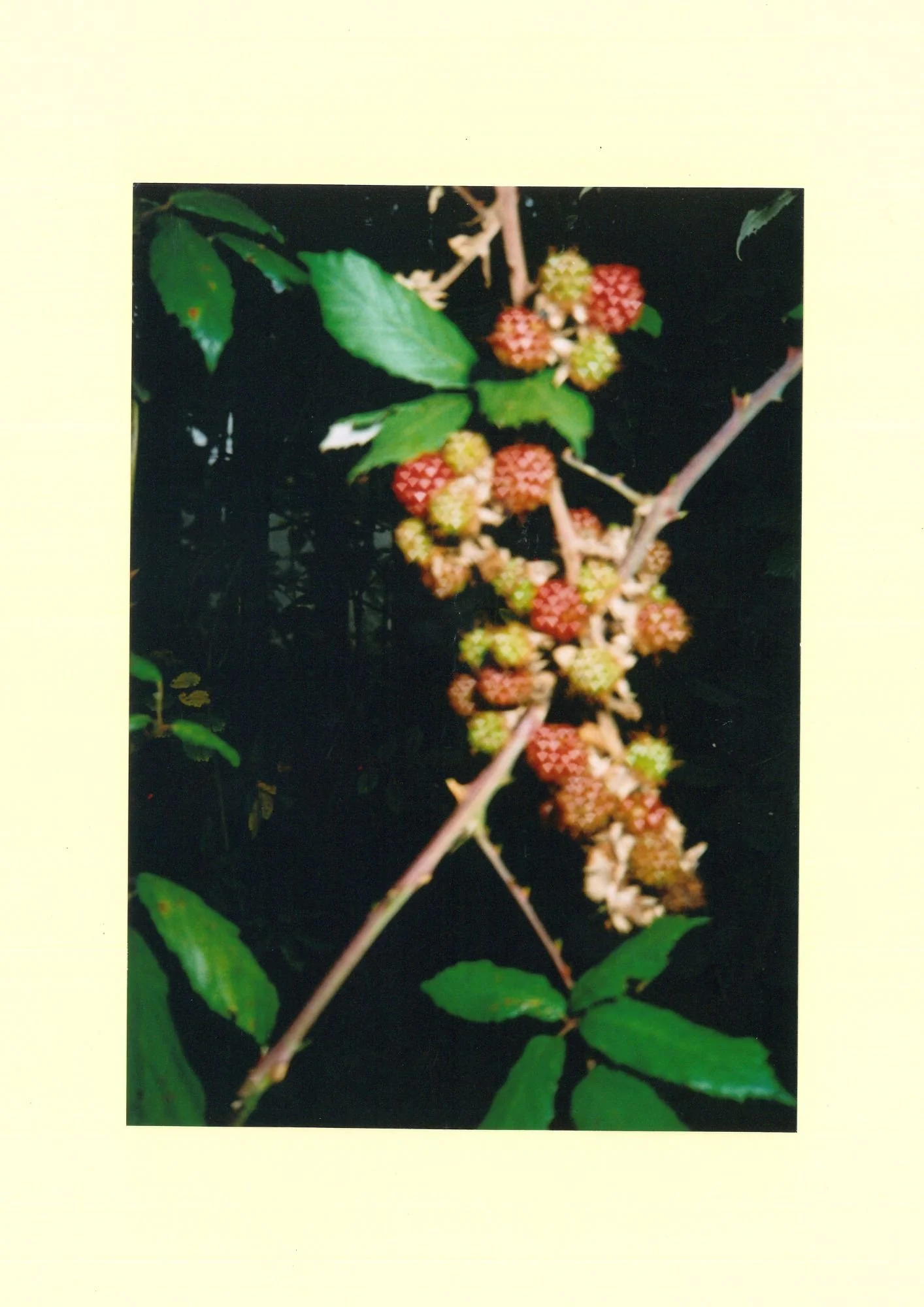 blackberries.jpg