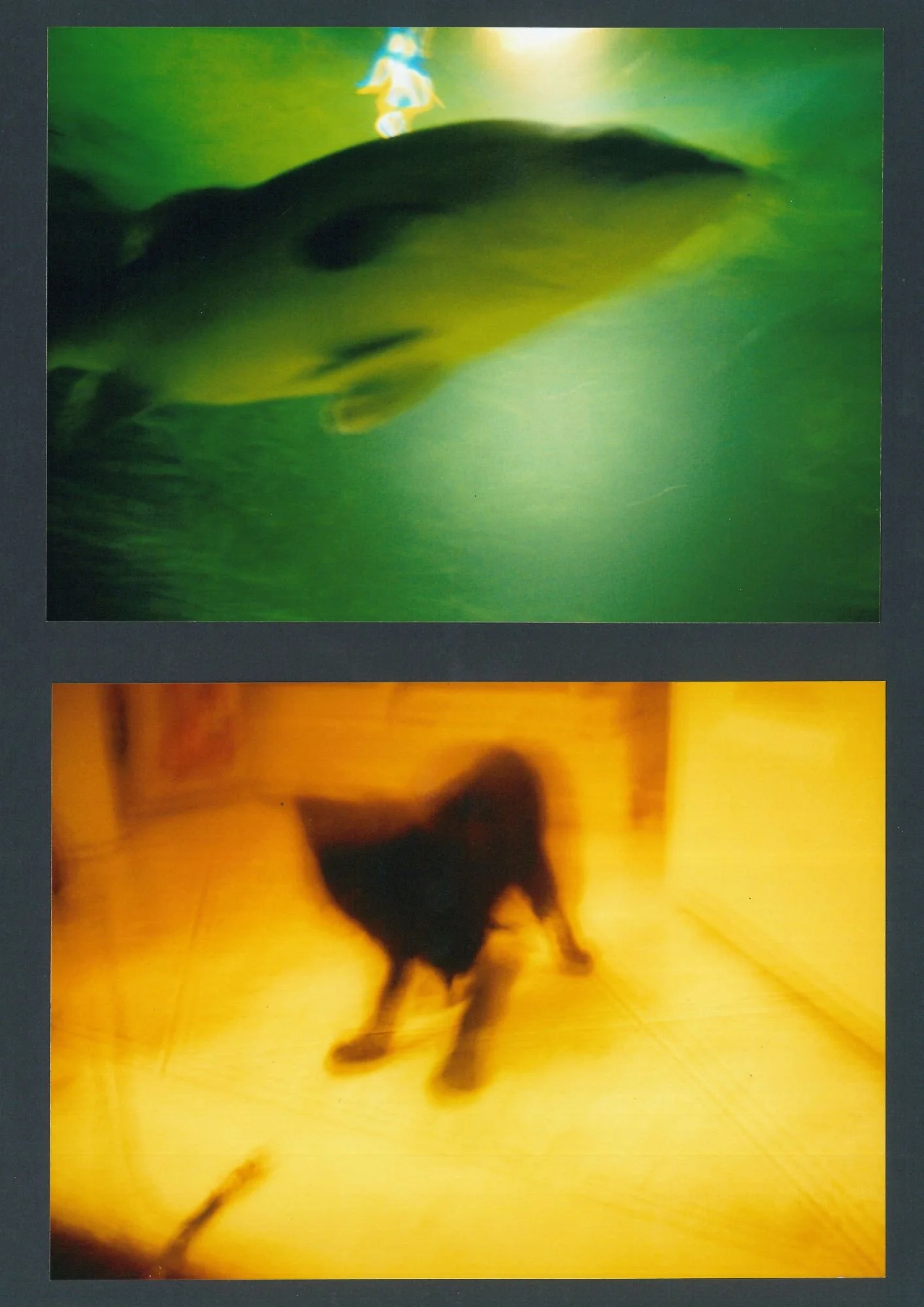 green fish yellow cat.jpg