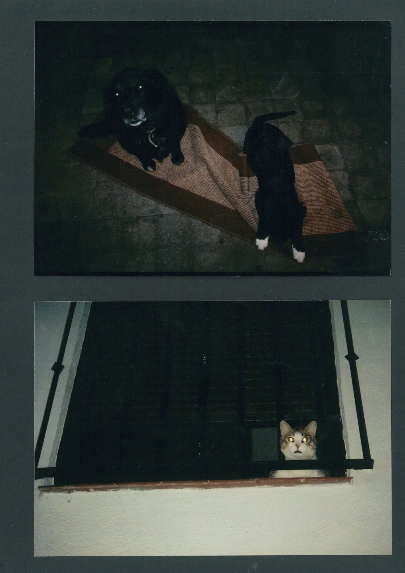 black dogs white cat.jpg