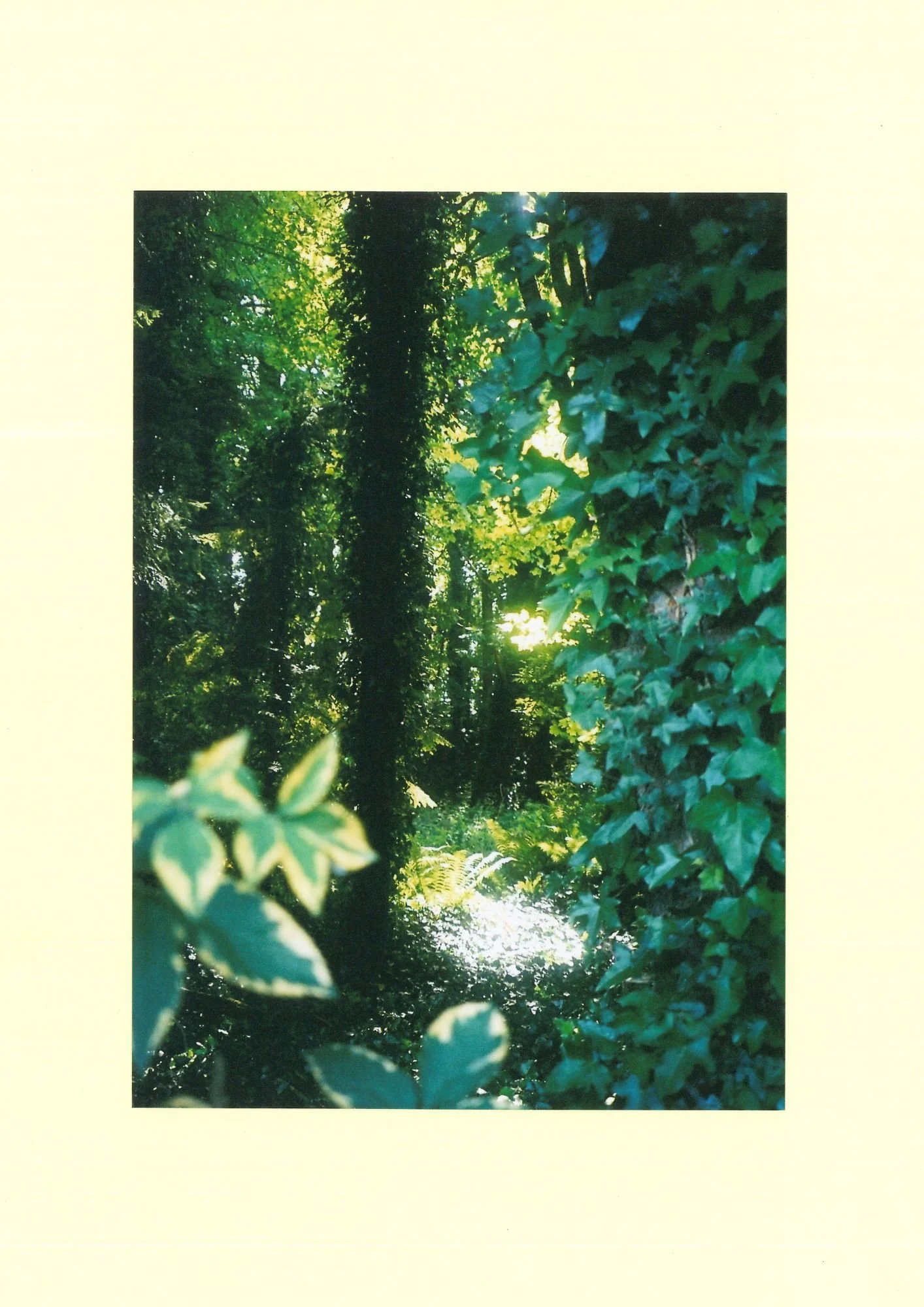 ivy.jpg