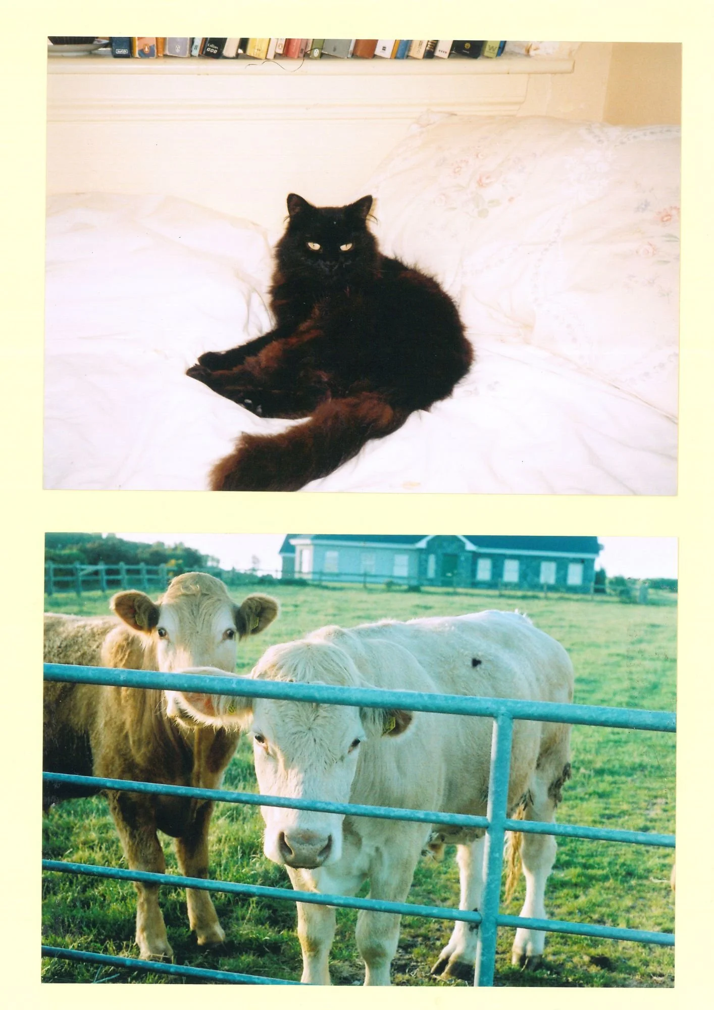 cat and cow.jpg