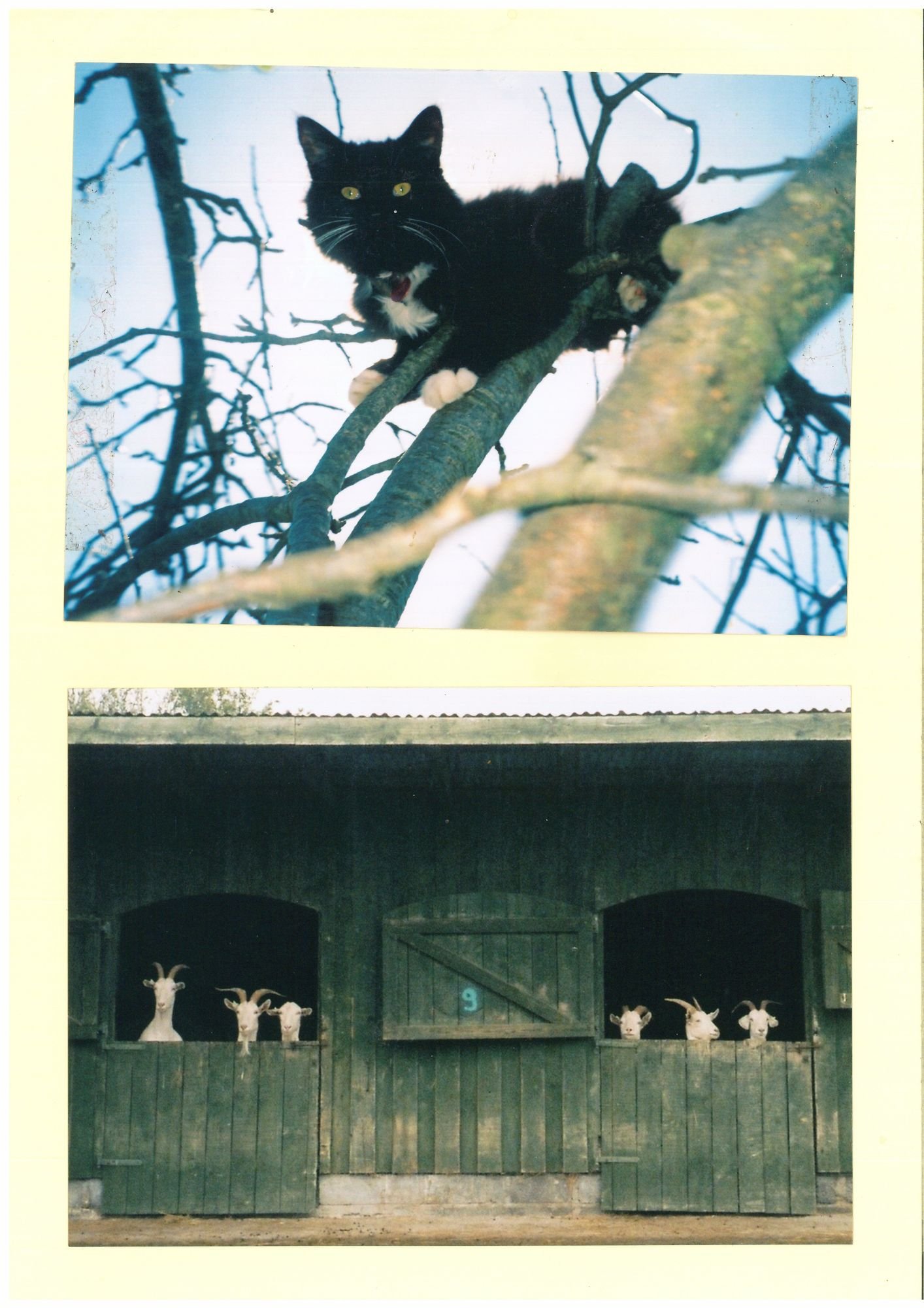 Cat in tree and goats.jpg