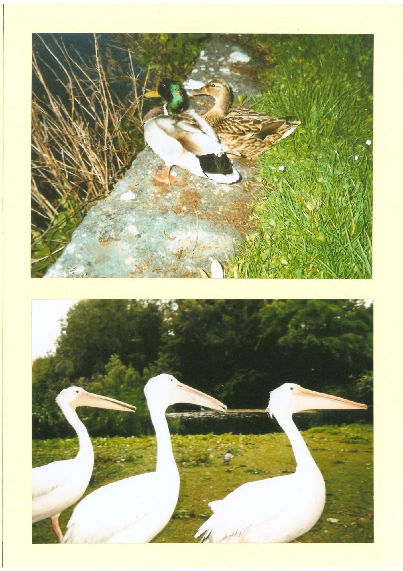 ducks and london tings.jpg
