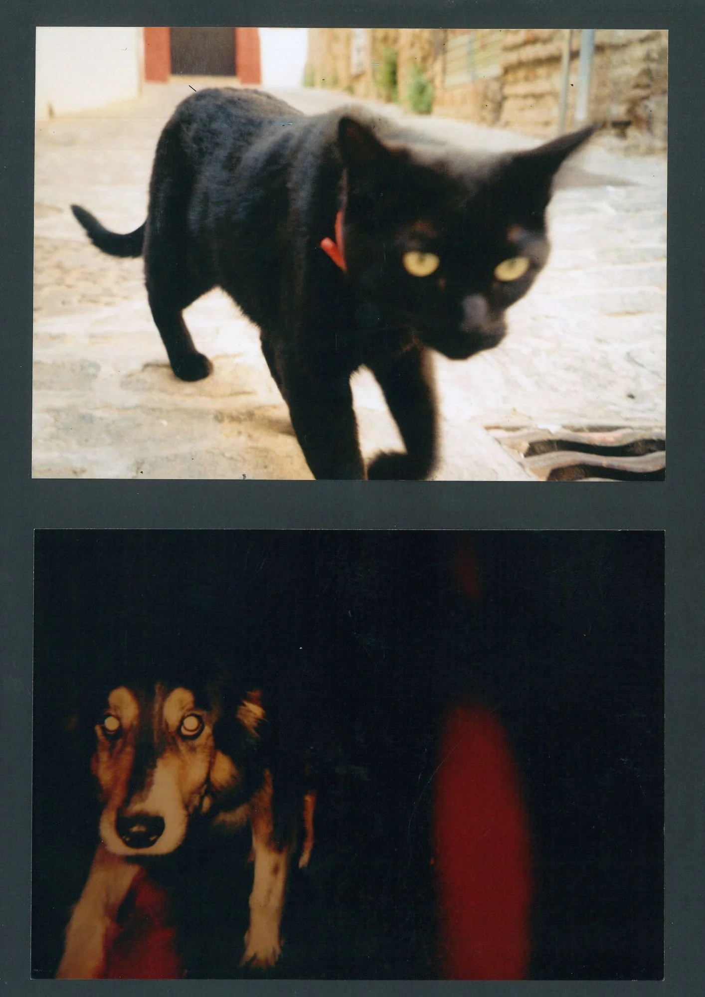 cat and dog.jpg