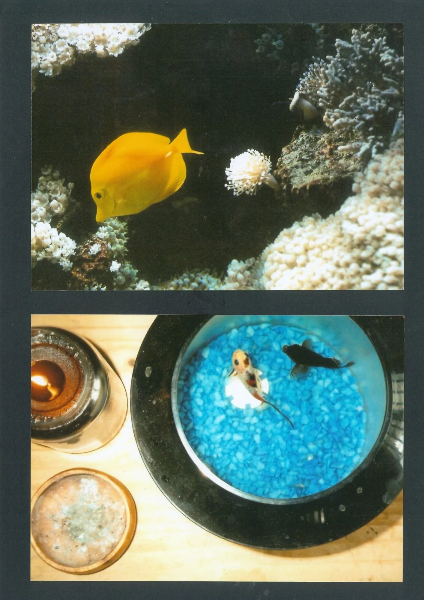 yellow fish and fosh bowls.jpg