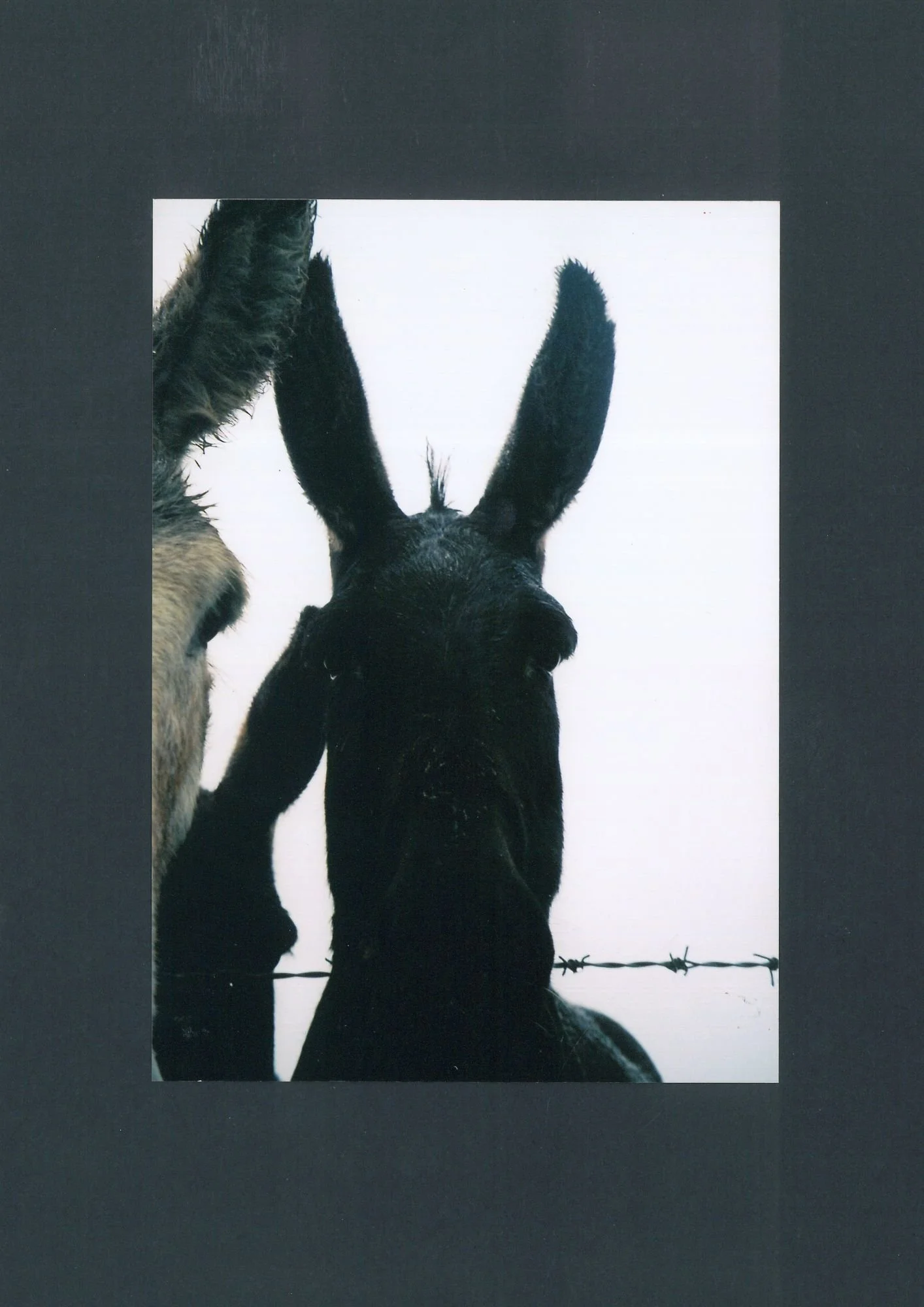 black donkey.jpg