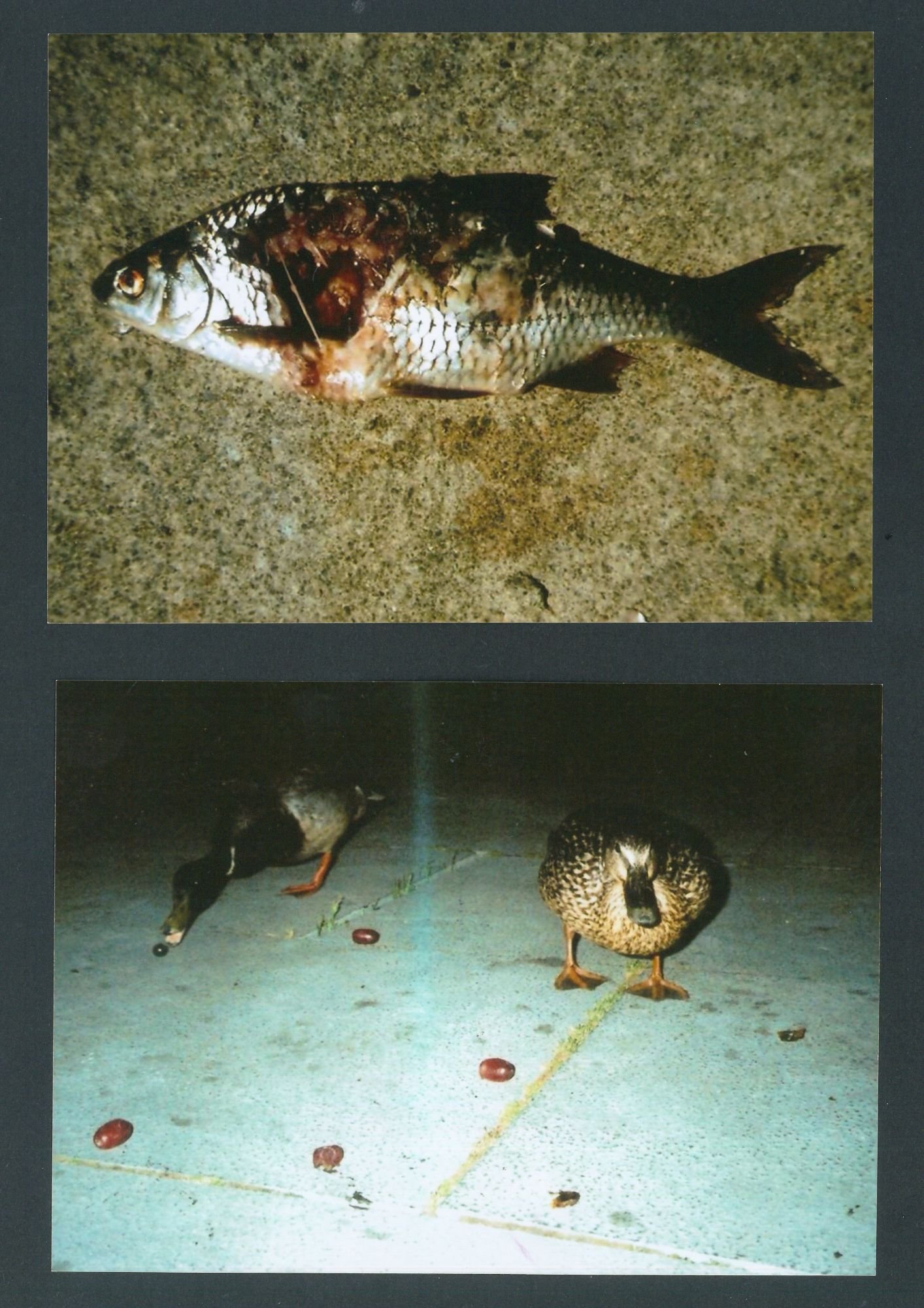 fish and ducks.jpg