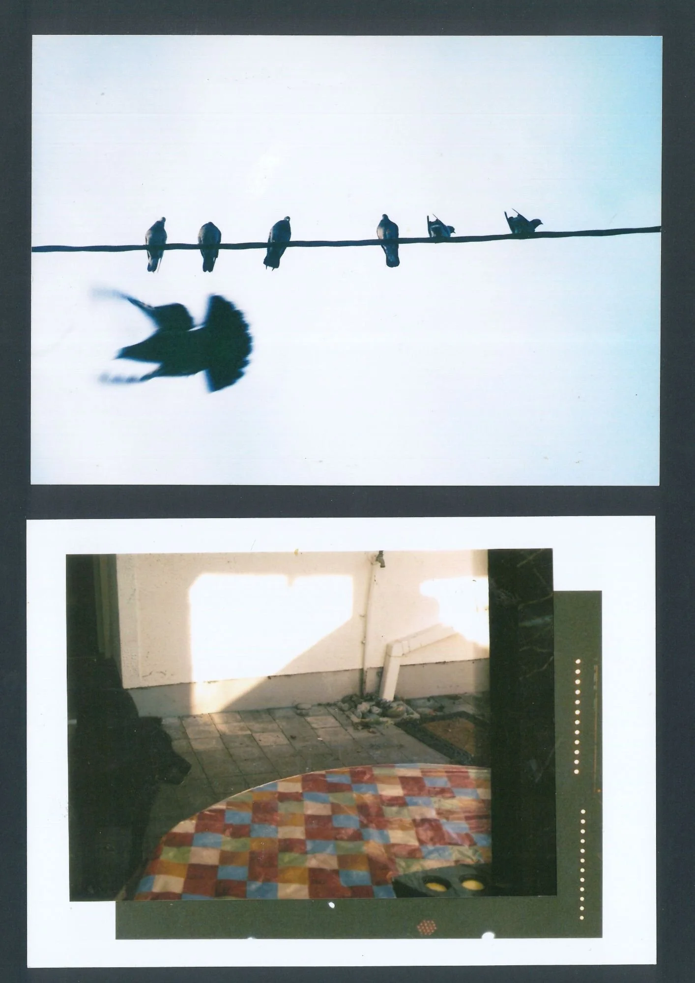 flying bird and canope.jpg