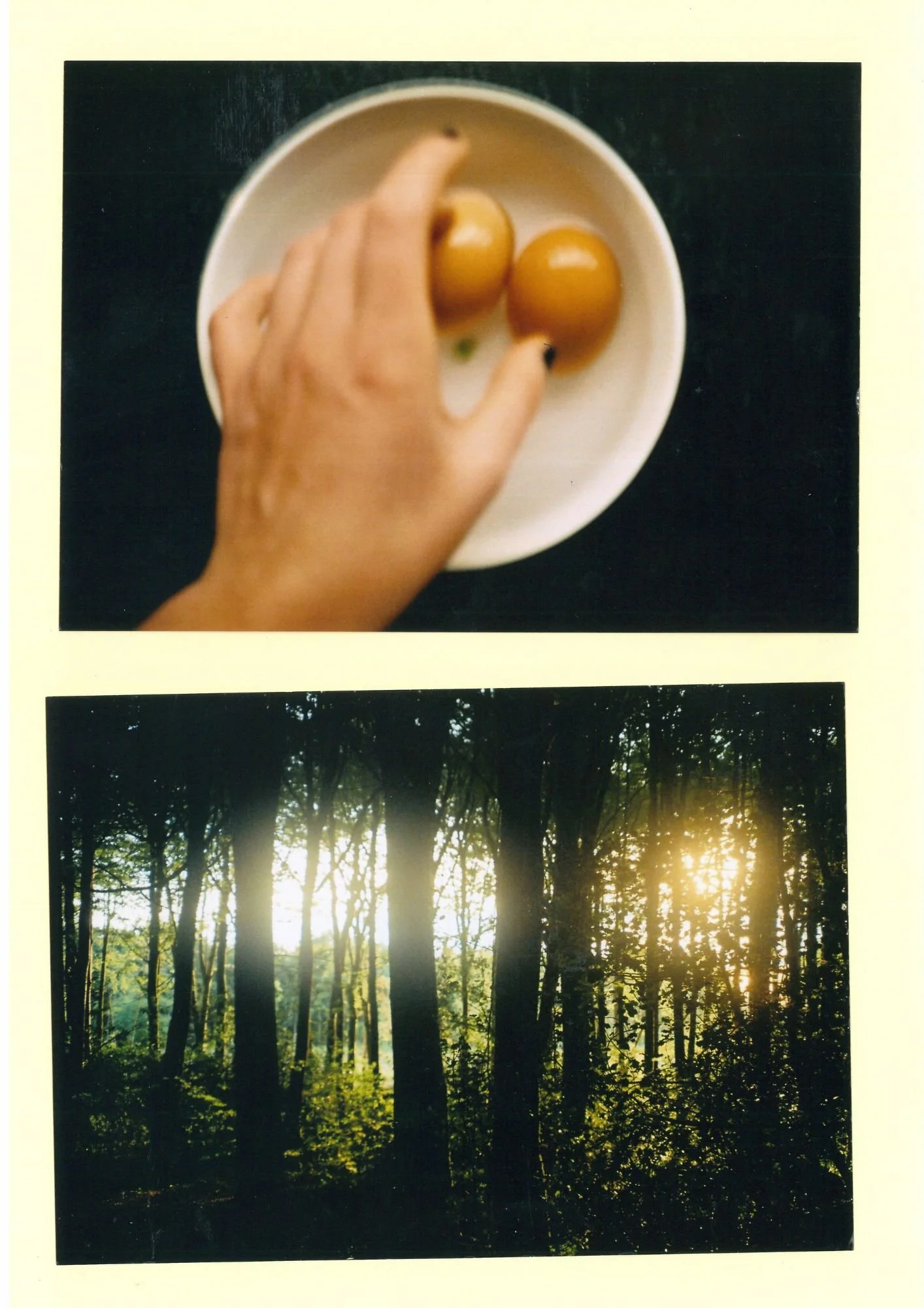 Eggs and woods.jpg