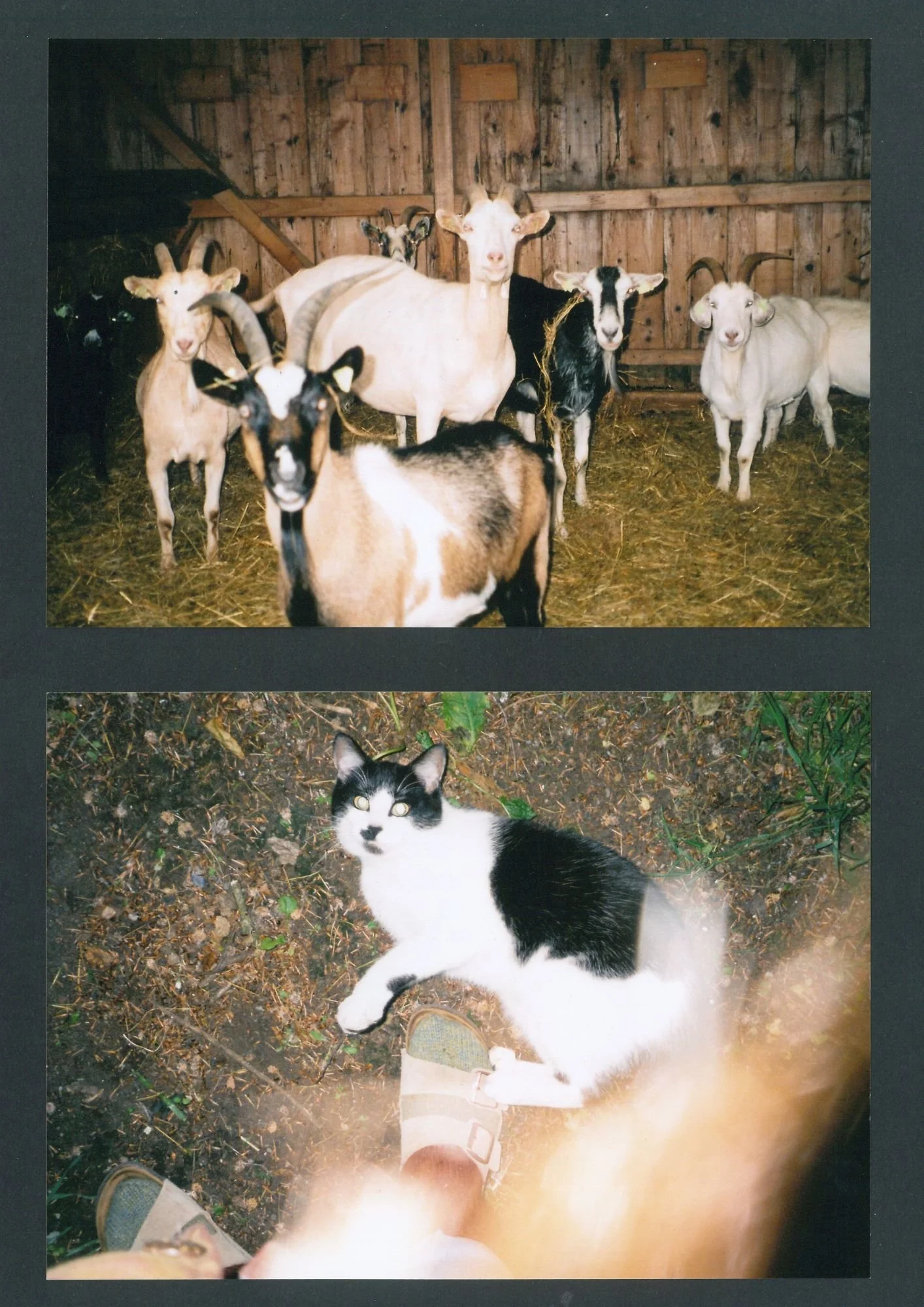 goats and cat.jpg