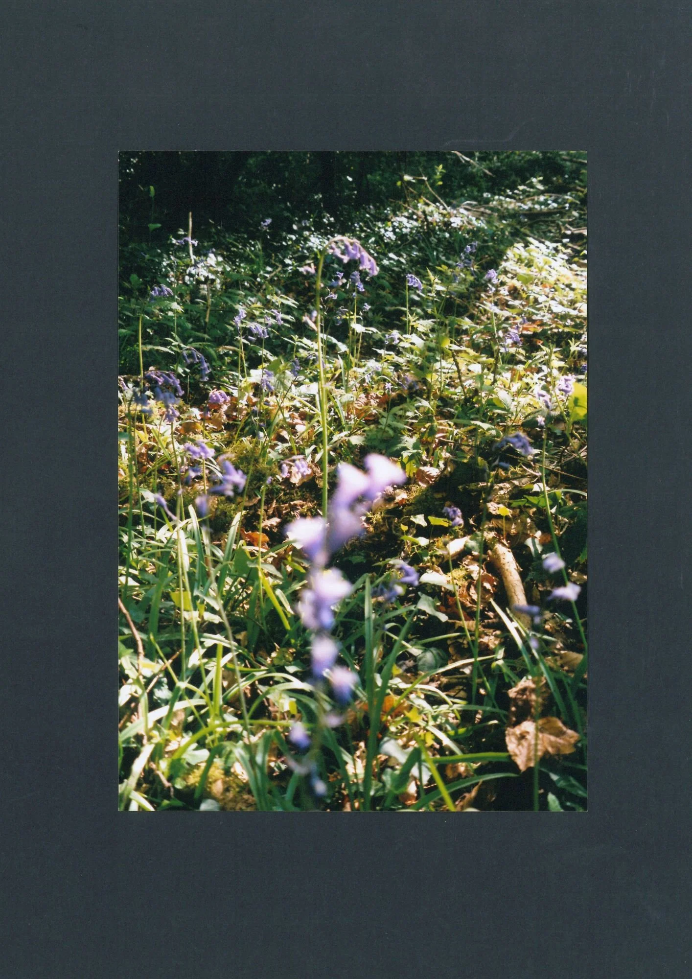 bluebells.jpg