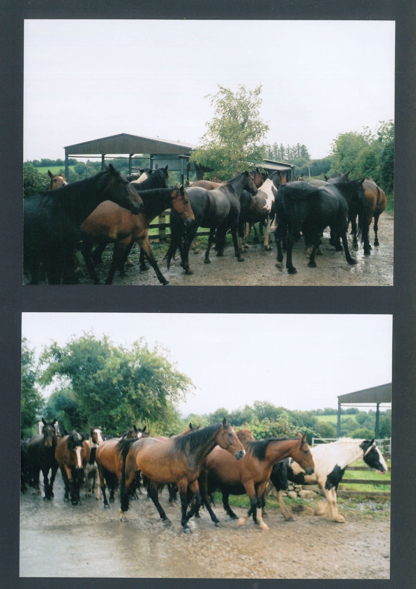 horses.jpg