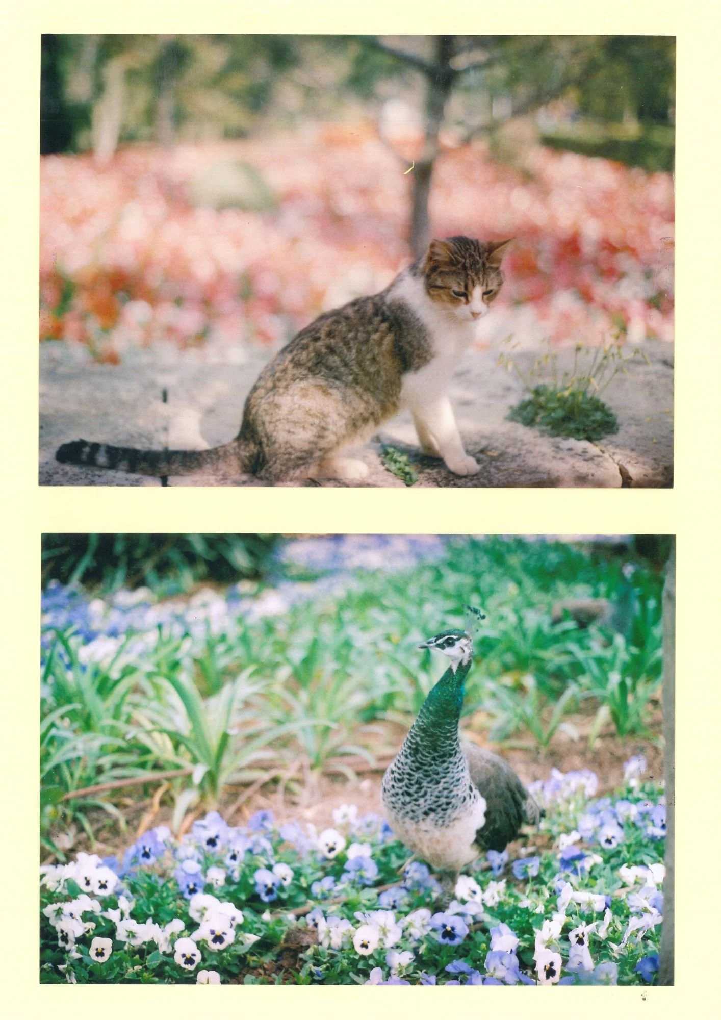 cat and peacock.jpg