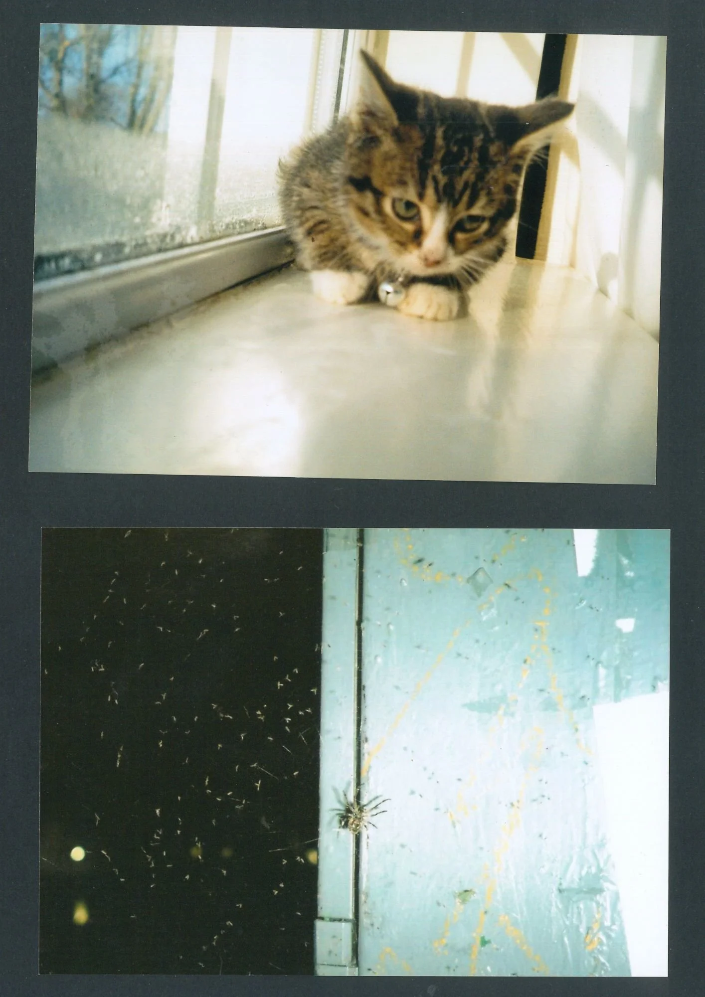 cat and spider.jpg