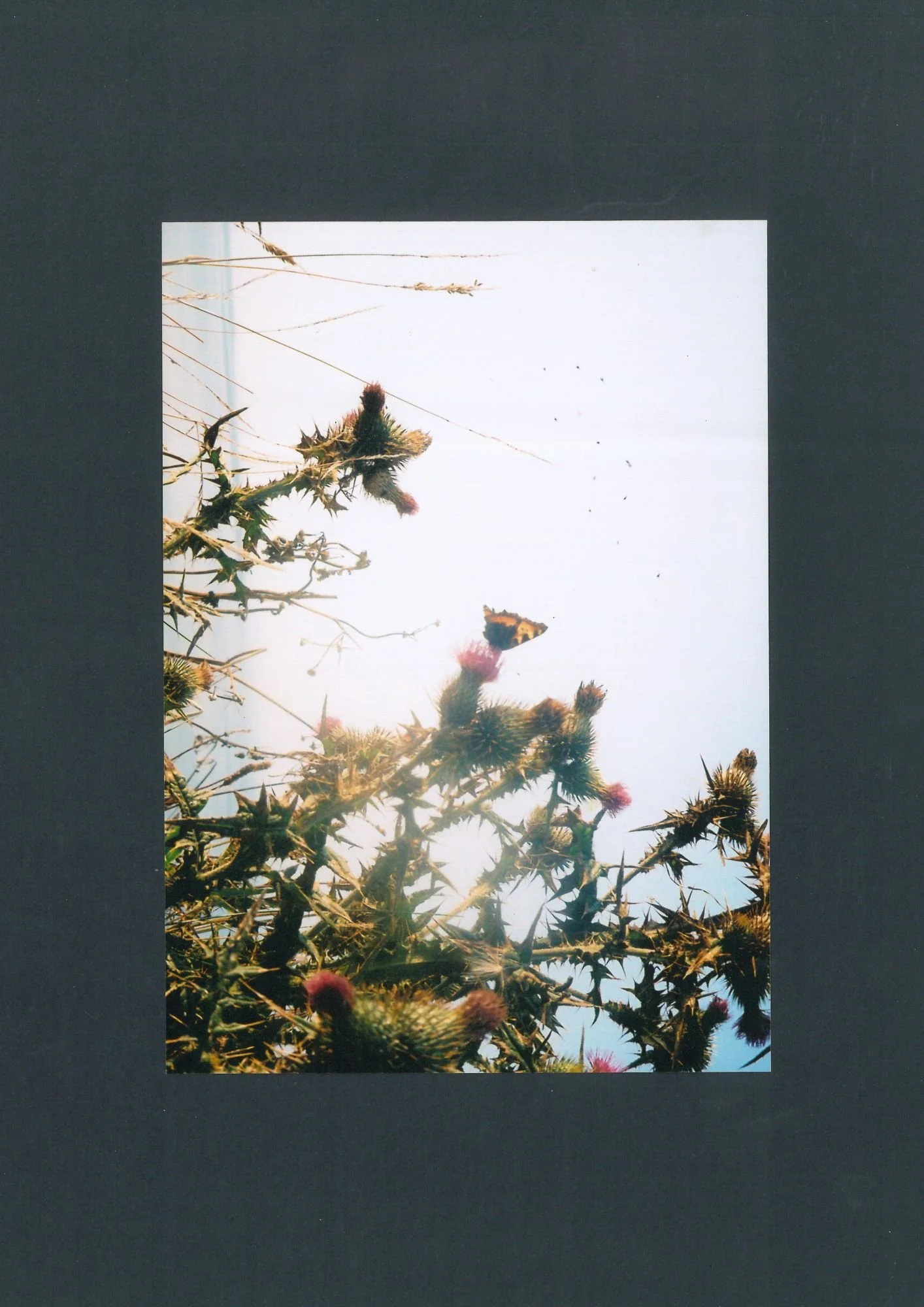 butterfly and thistle.jpg