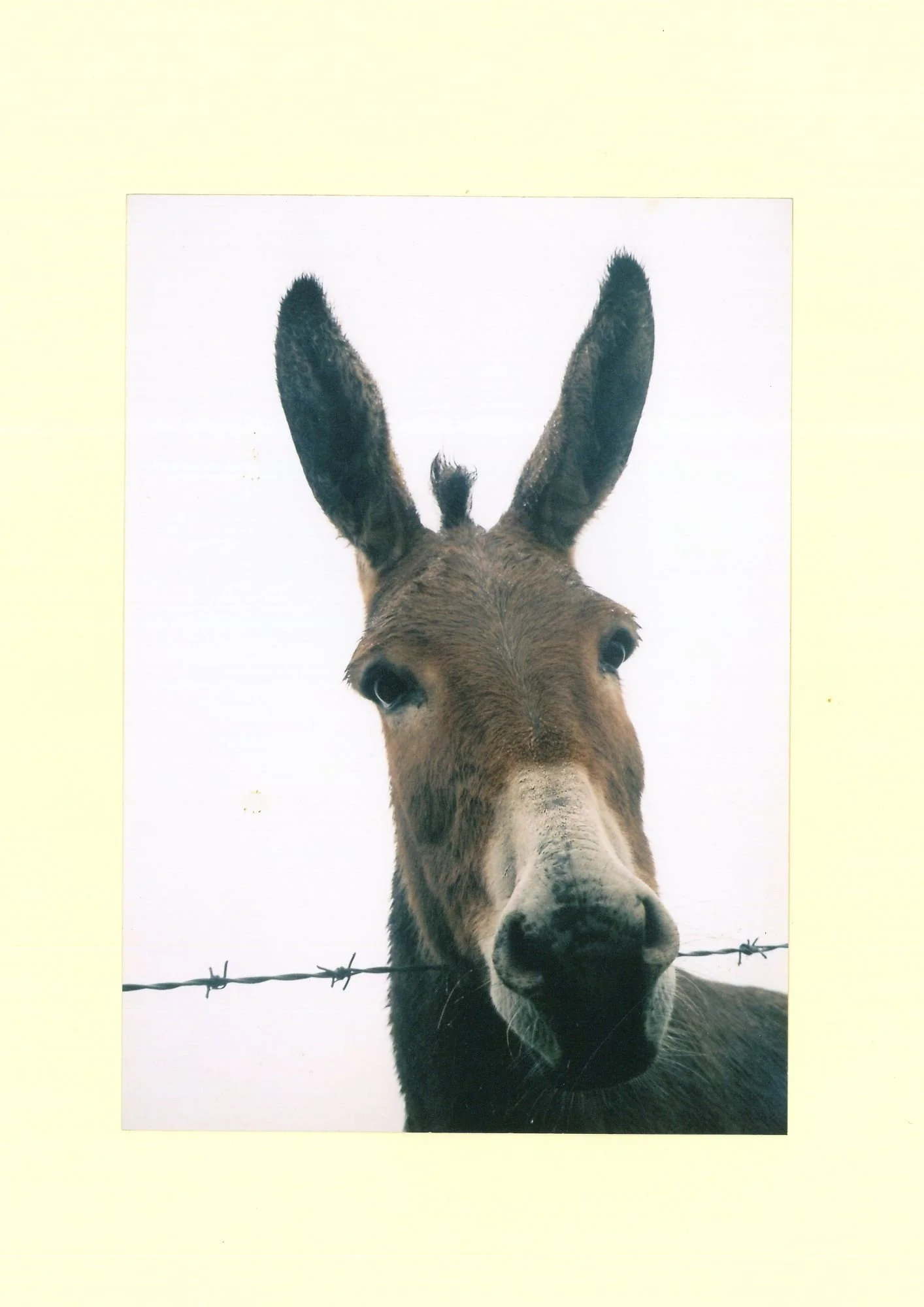 brown donkey.jpg