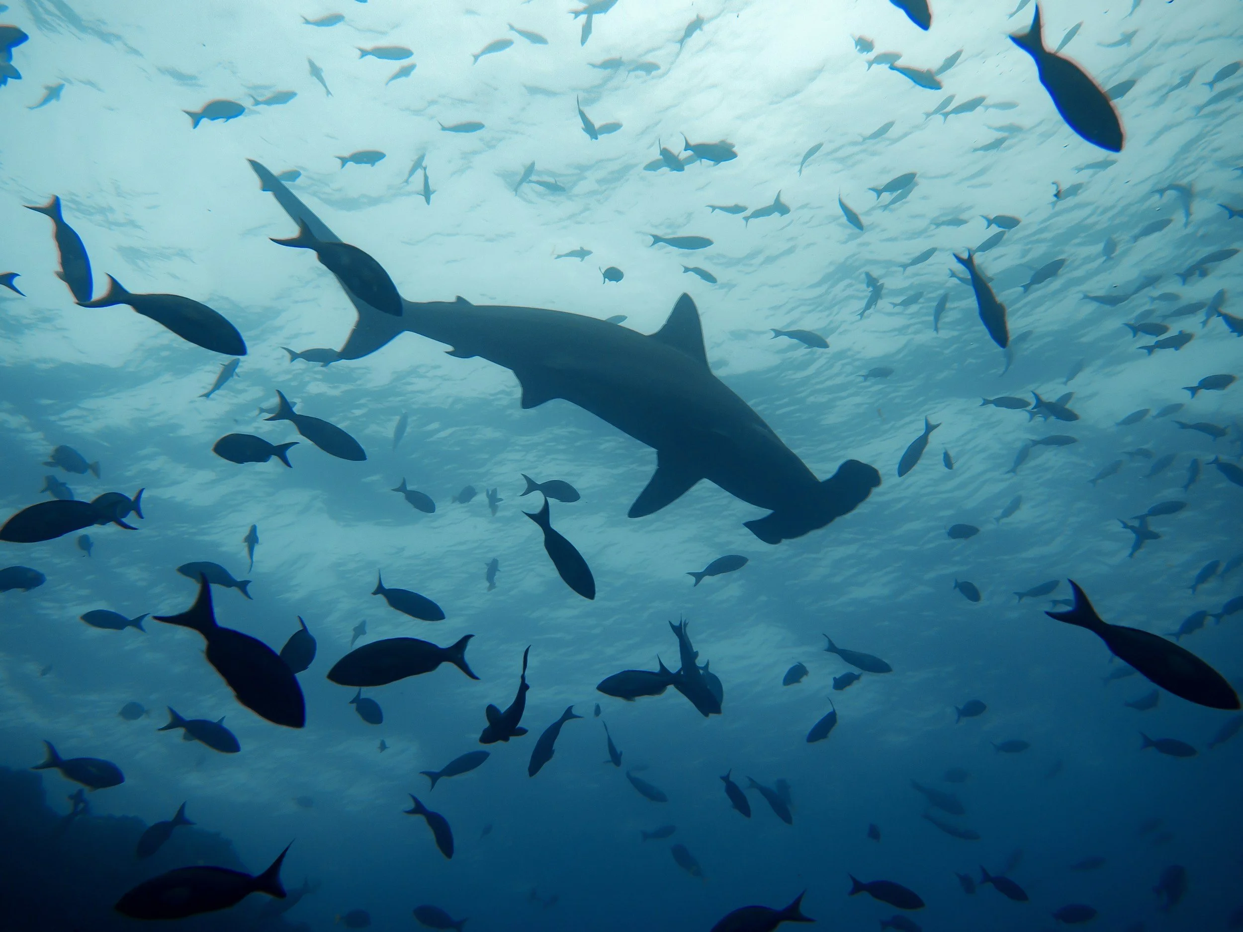 View of a large shark swimming underwater among smaller fish in the ocean.