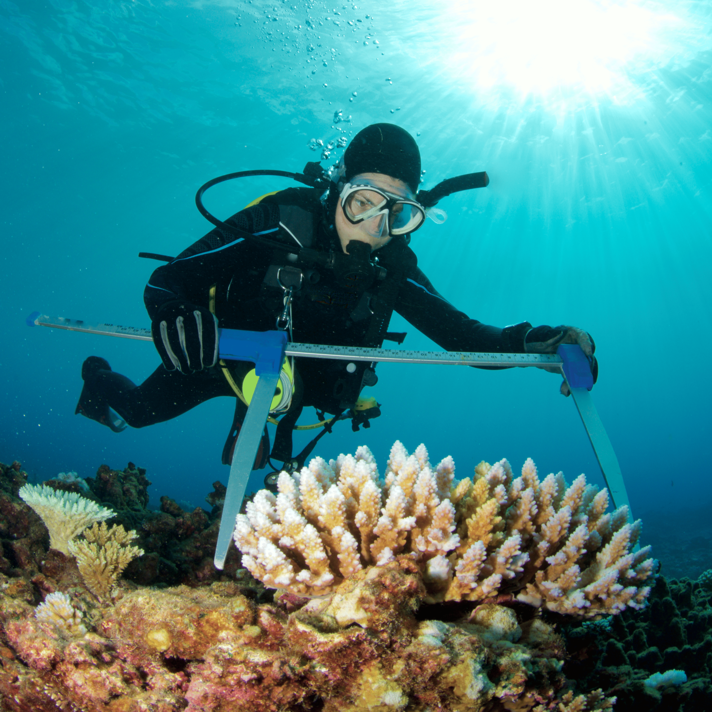 A scuba diver underwater near colorful coral reefs with sunlight shining through the water.