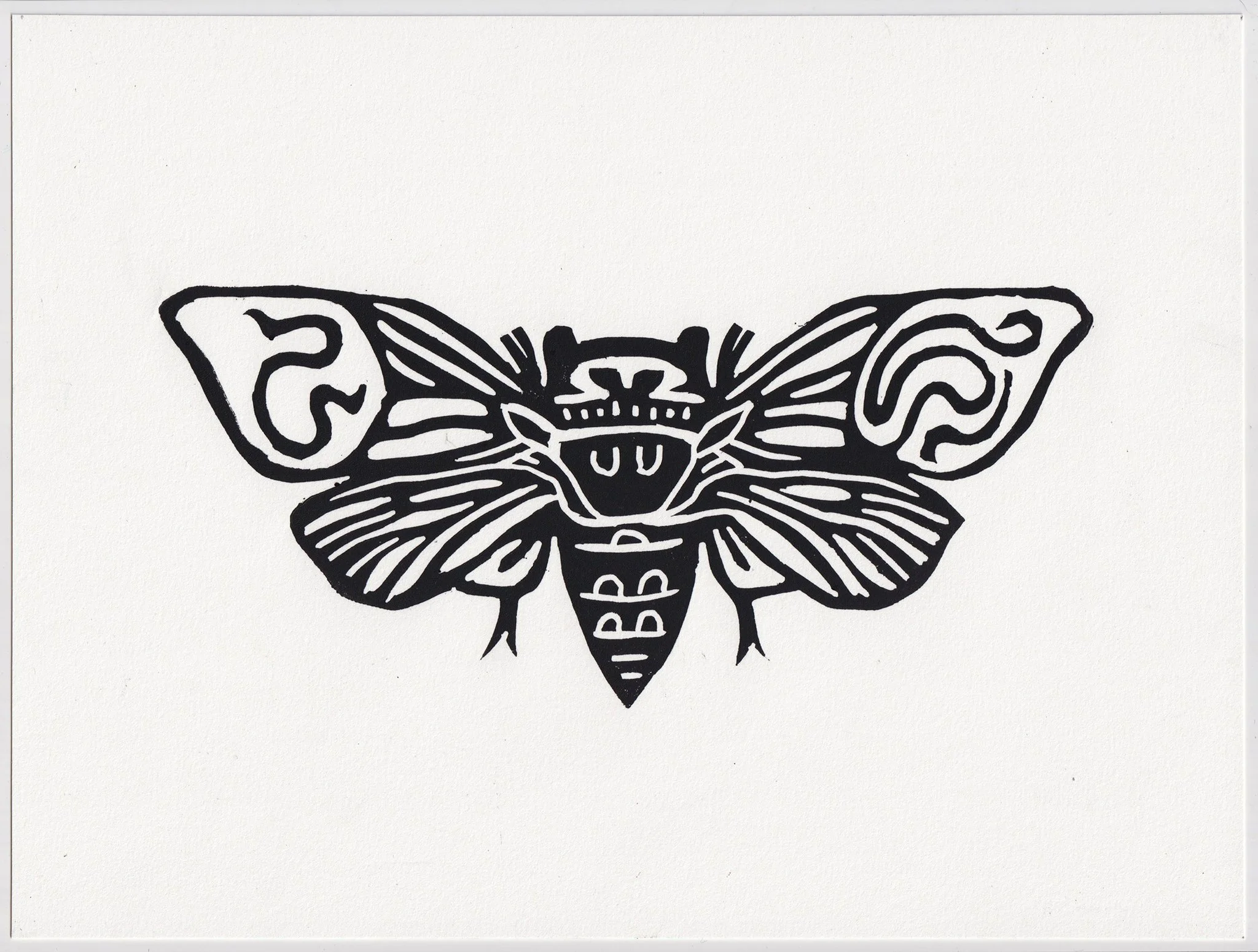 cicada_2048.jpg