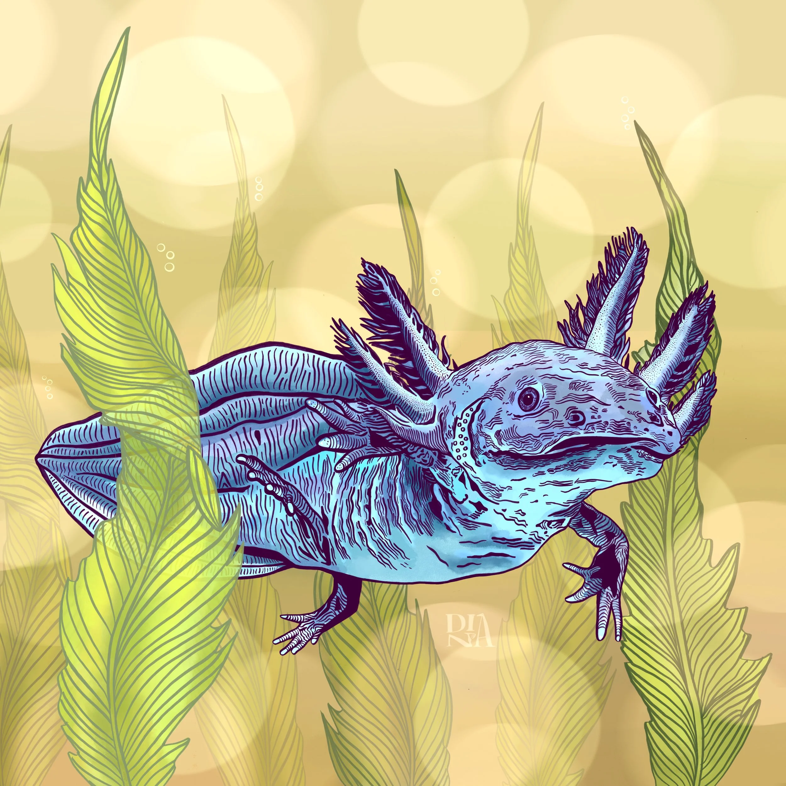 axolotl_2500px_signed.jpg