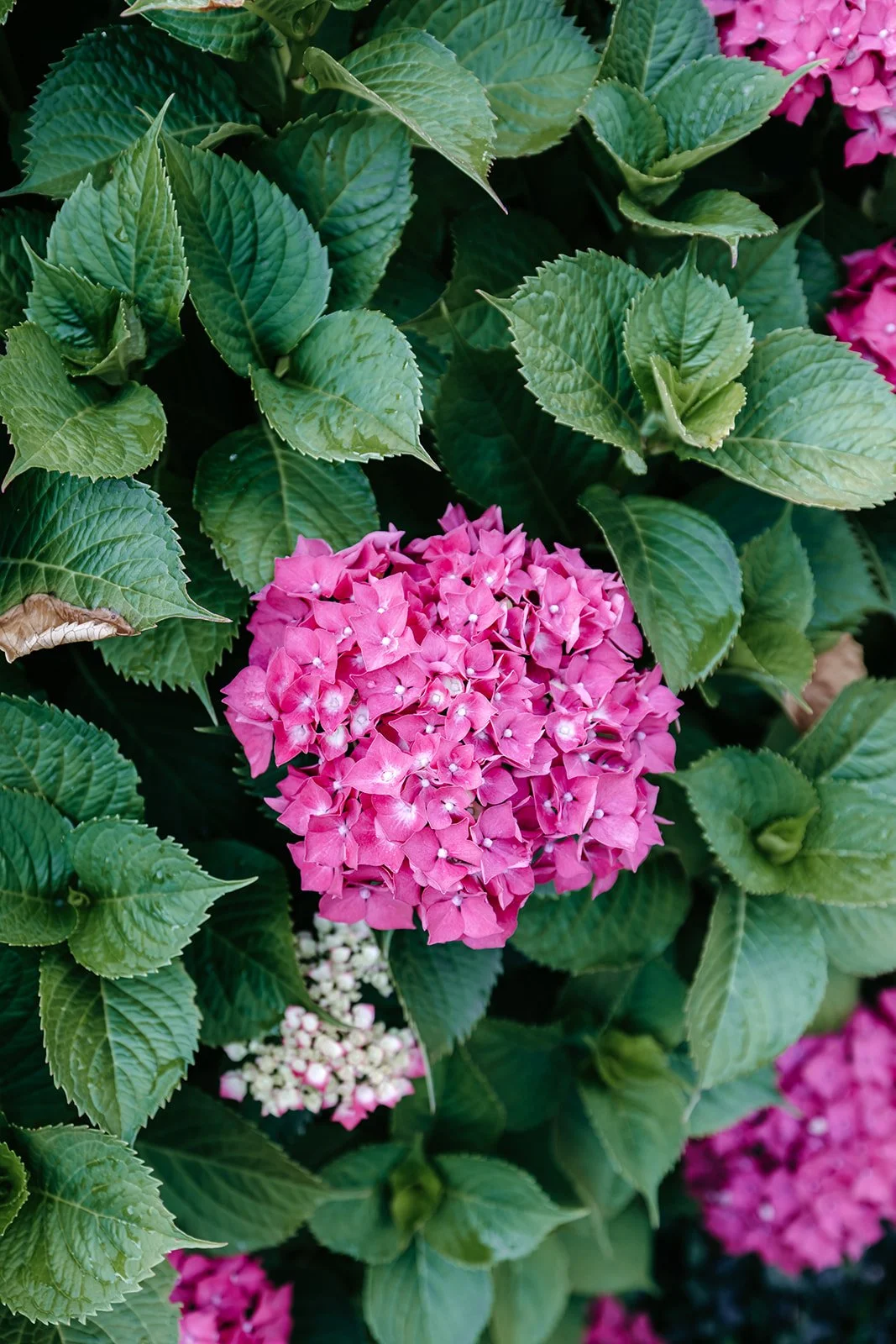 Fleurs d'hortensia roses entourées de grandes feuilles vertes