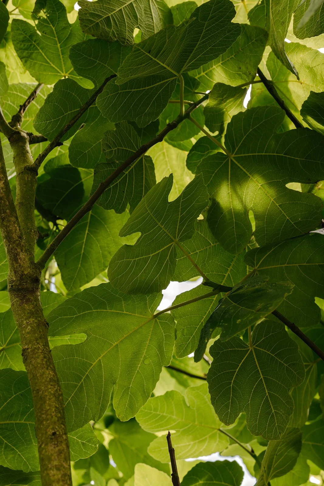 Feuilles de figuier vertes, vues de dessous, avec tiges et lumière filtrant à travers.