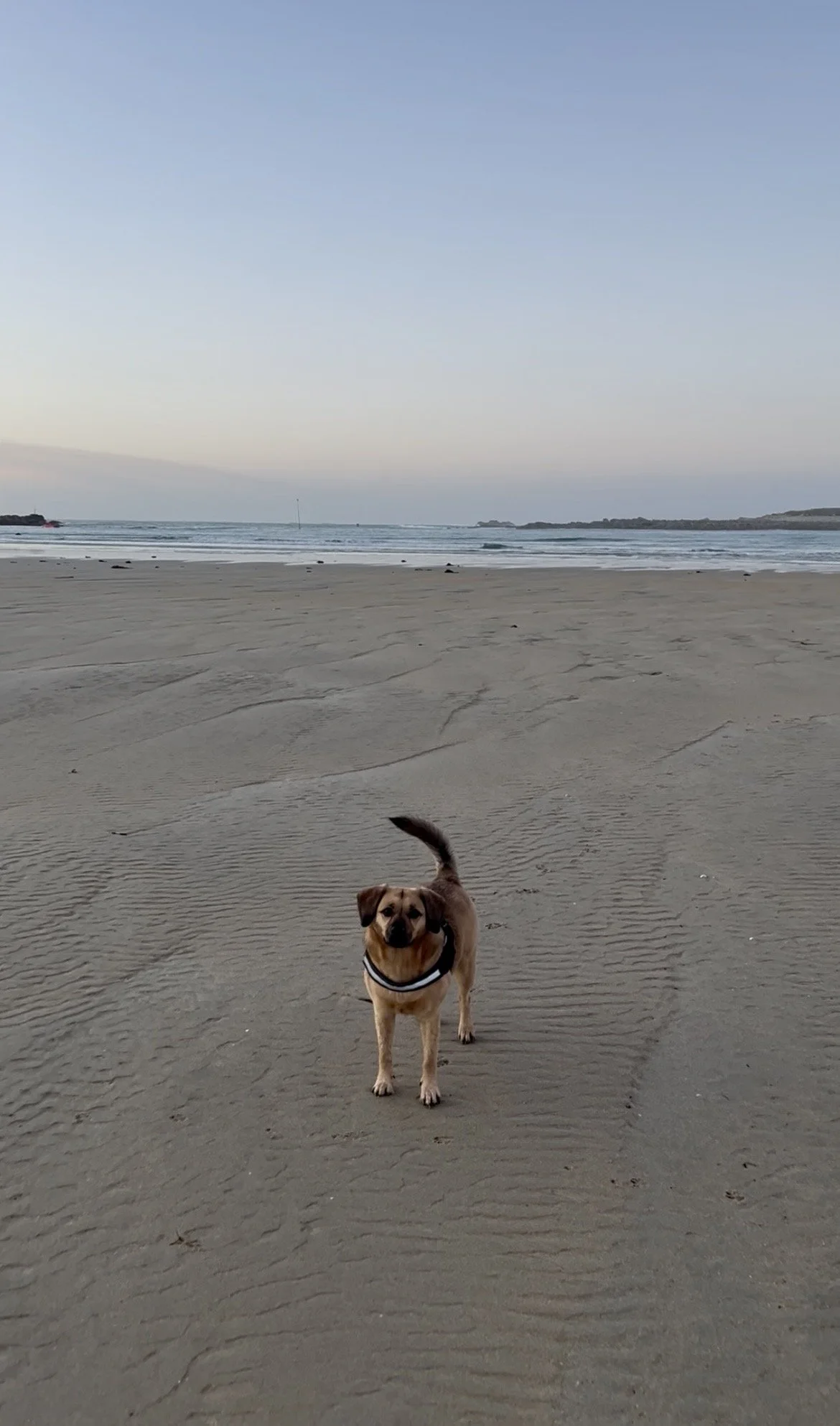 Un chien brun portant un harnais noir, debout sur la plage sableuse avec la mer et le ciel clair en arrière-plan.