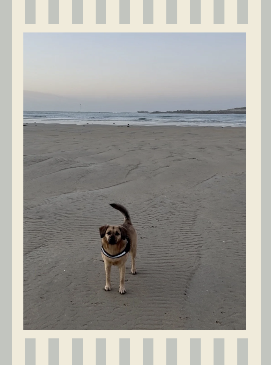 Un chien sur une plage de sable, avec l'océan et un ciel dégagé en arrière-plan.