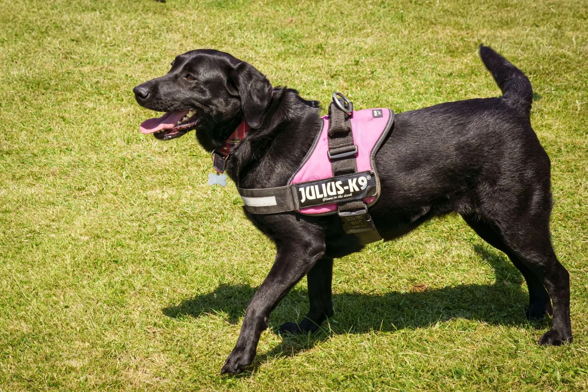 Uley+Dog+Show+-+Category+Stage-18-1920w.jpg