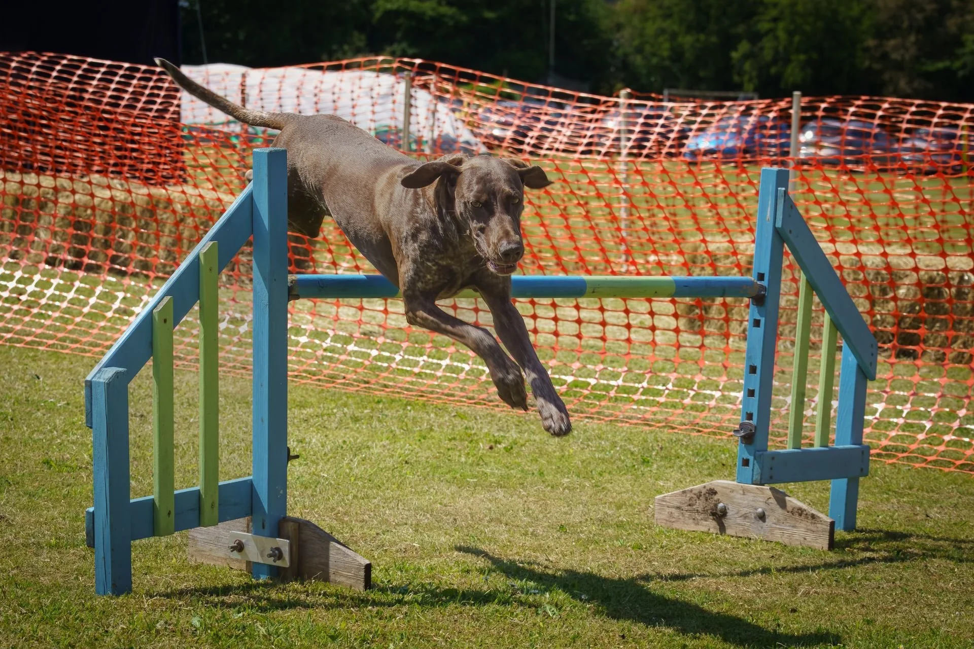 Uley+Dog+Show+-+Agility-2-1920w.jpg