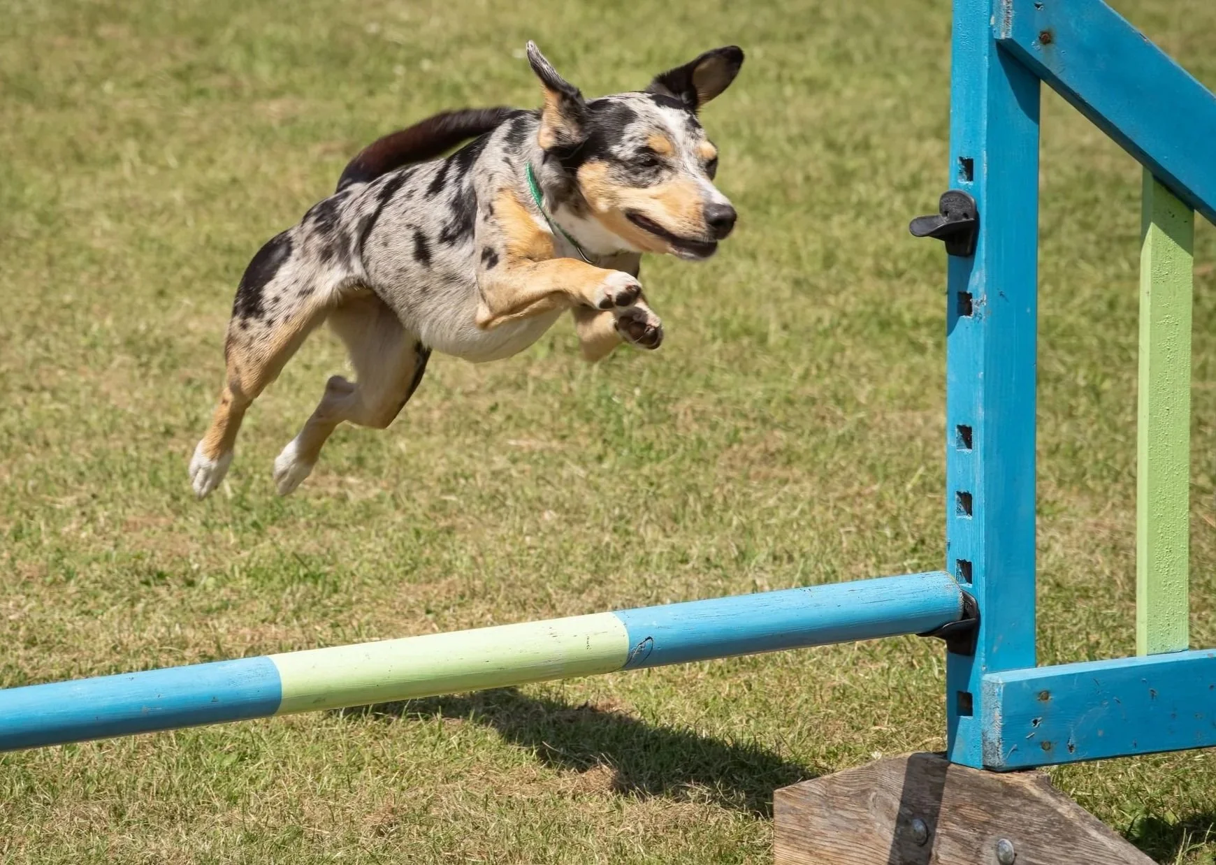 Uley+Dog+Show+-+Agility-21-1920w.jpg