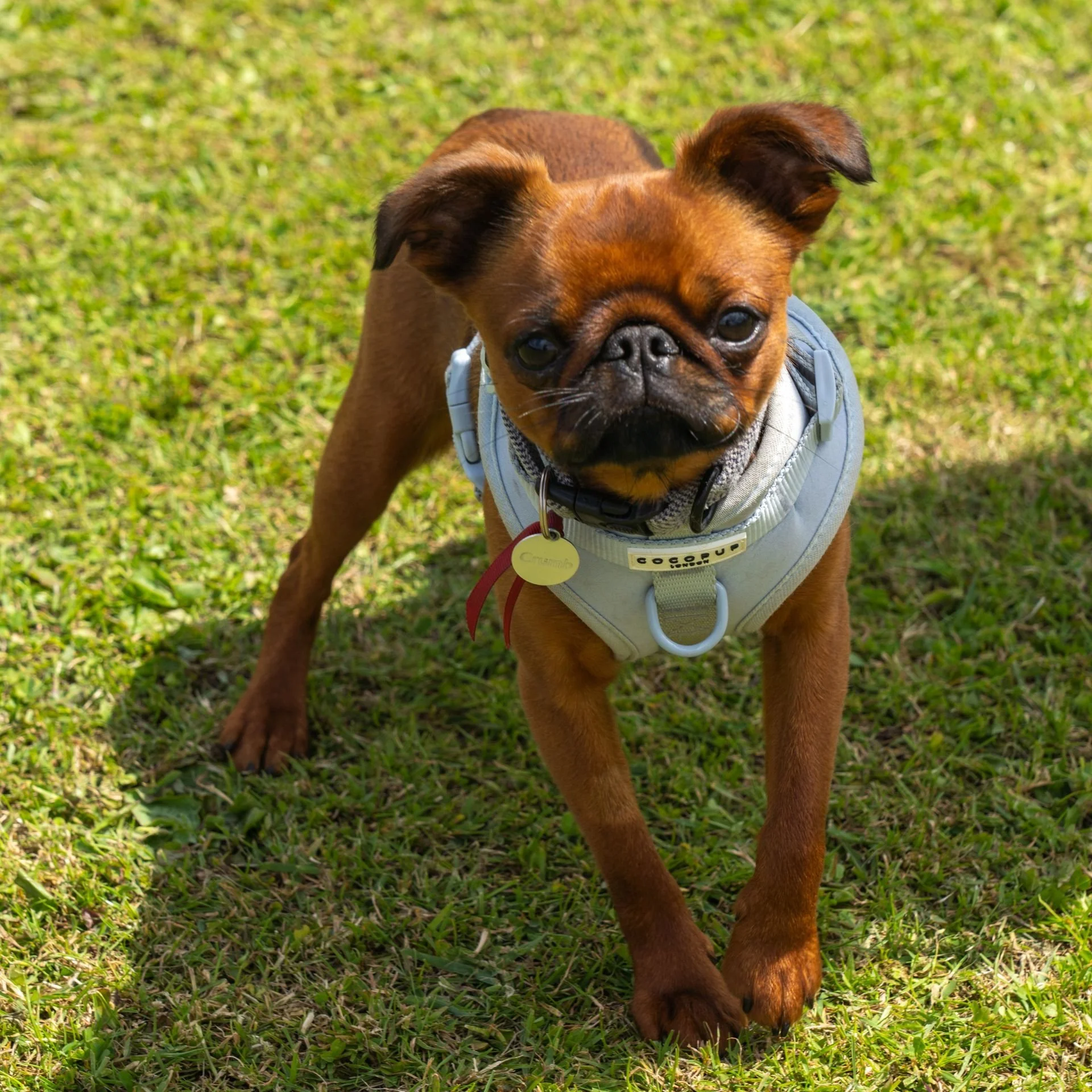 Uley+Dog+Show+2014+LR-108-1920w.jpg