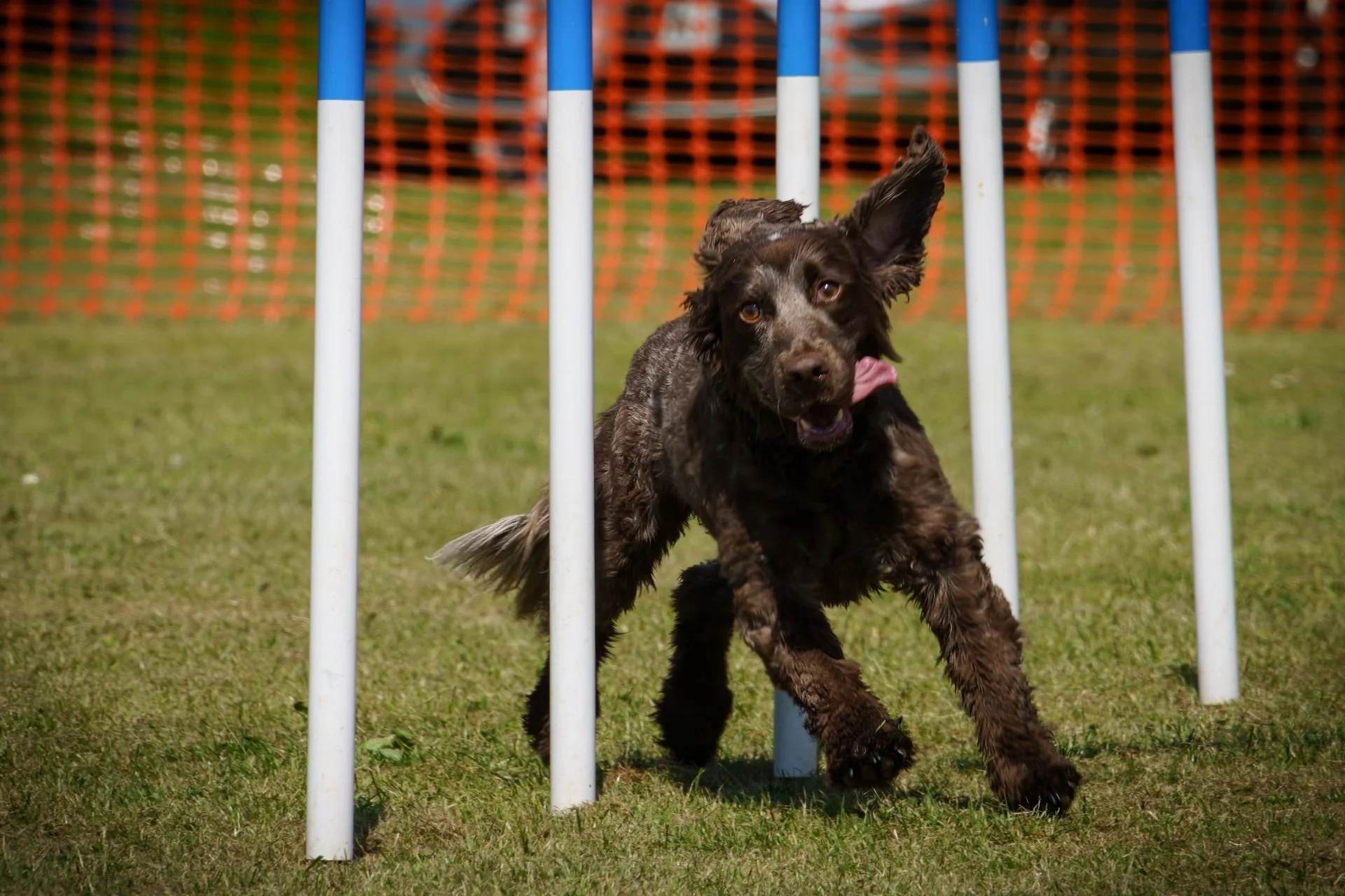 Uley+Dog+Show+-+Agility-8-1920w.jpg
