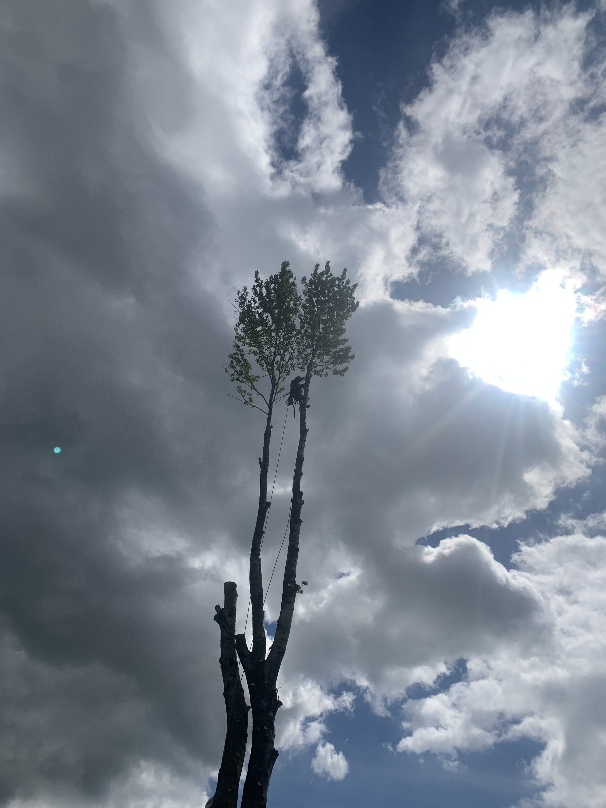 Tree removal