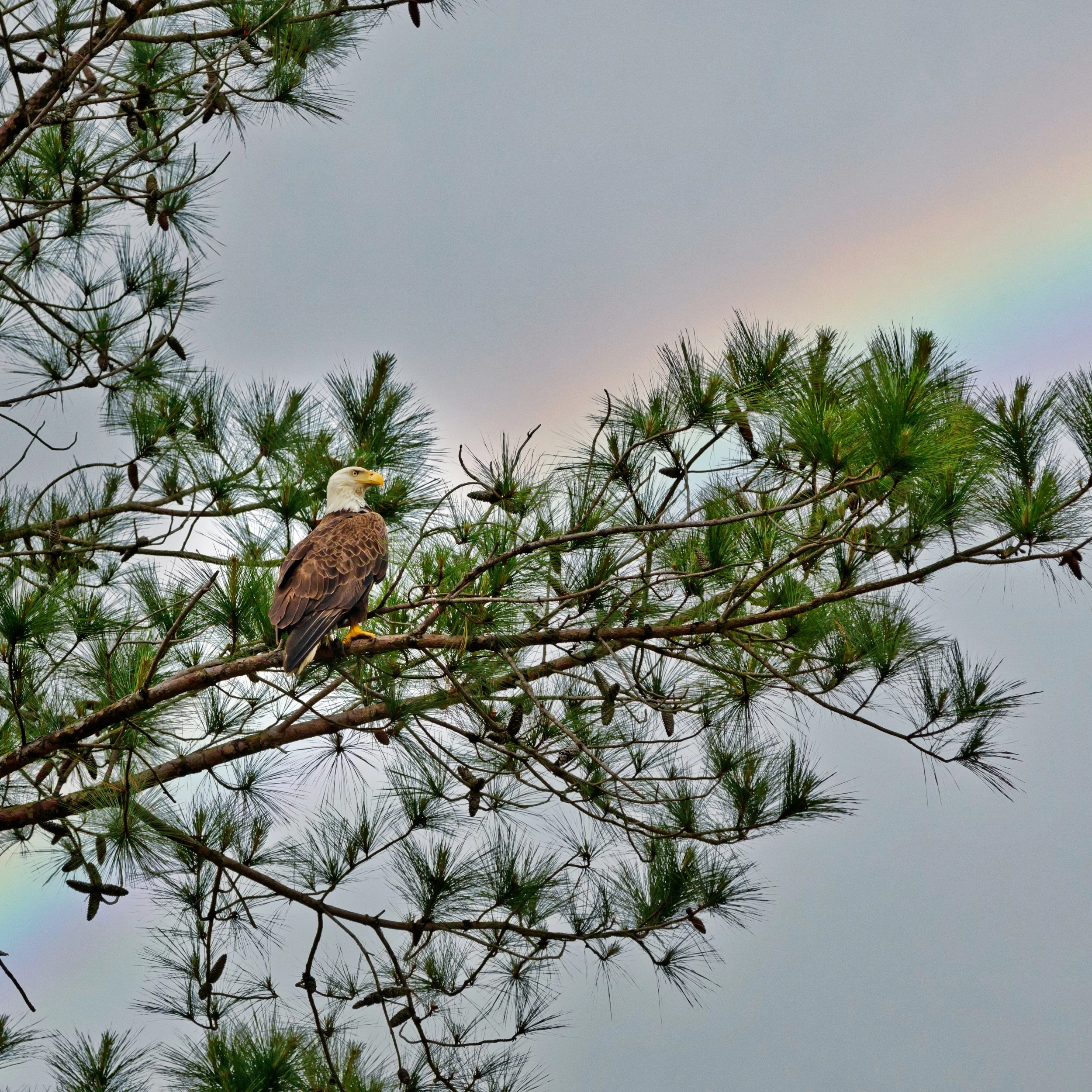 Pine Trees are the Unsung Heroes of Southern Neighborhoods