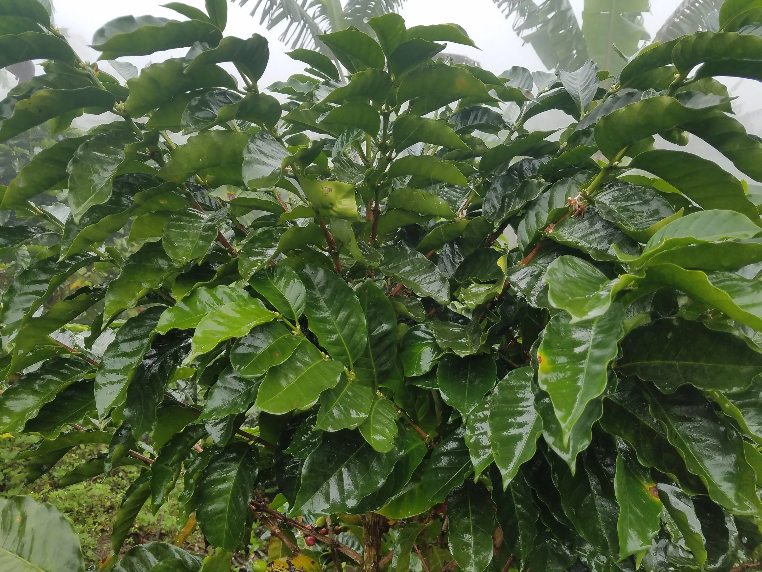 Geisha Chiapas-1.jpg