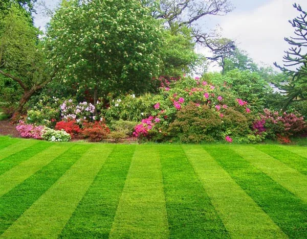 Basic Service (Small Yard)