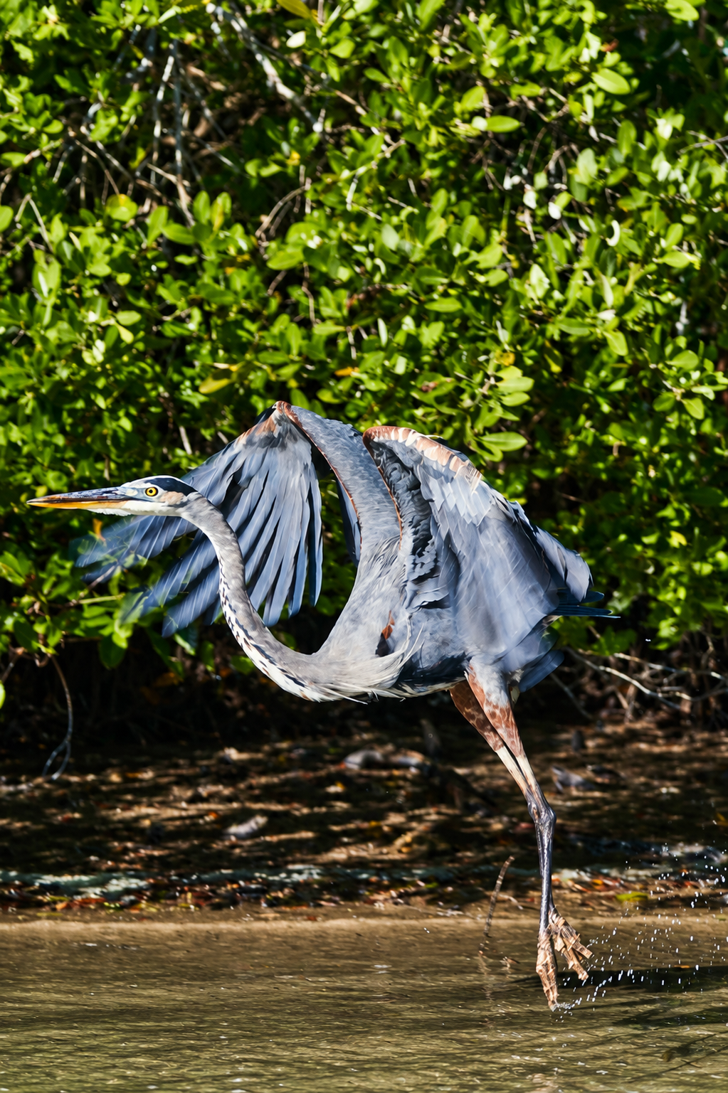 Great blue heron taking flight above the mangrove waters of Celestún, showcasing the rich wildlife and natural beauty of Yucatán’s coastal ecosystems.