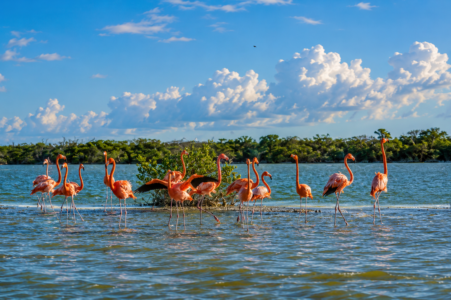Flamingos in their natural habitat in Yucatan, Mexico