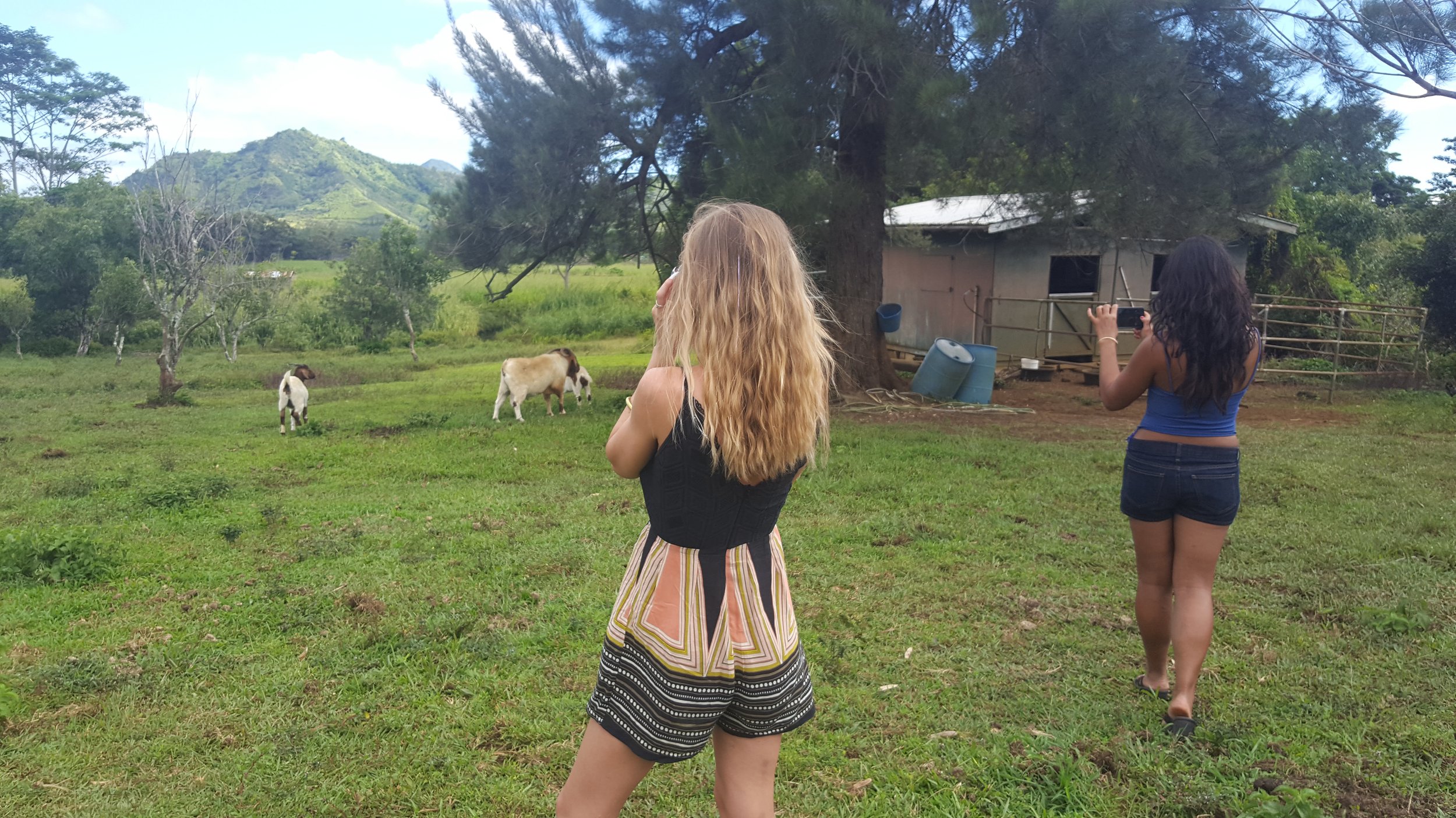 Farm animals after shooting with a horse